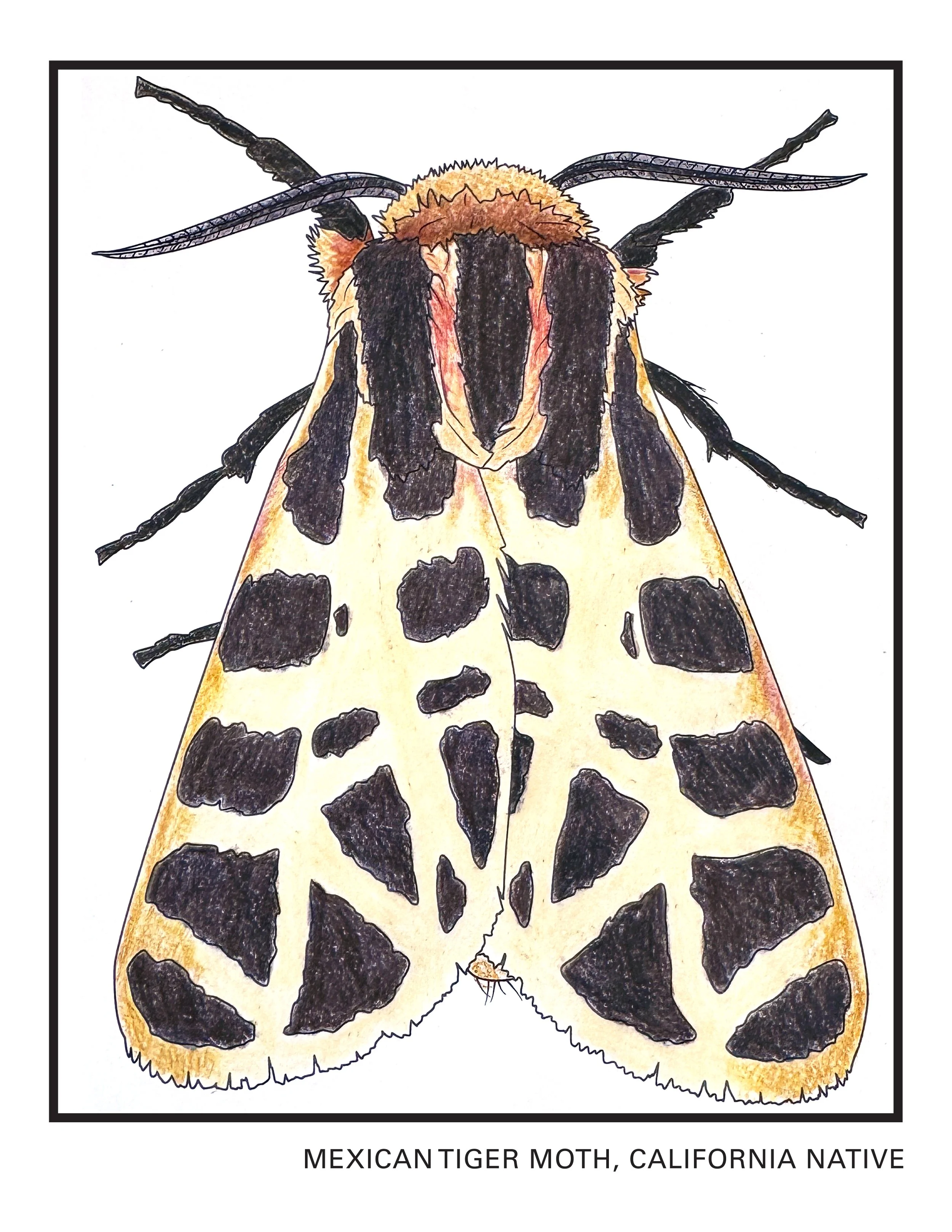 MexicanMoth_Colored.jpg