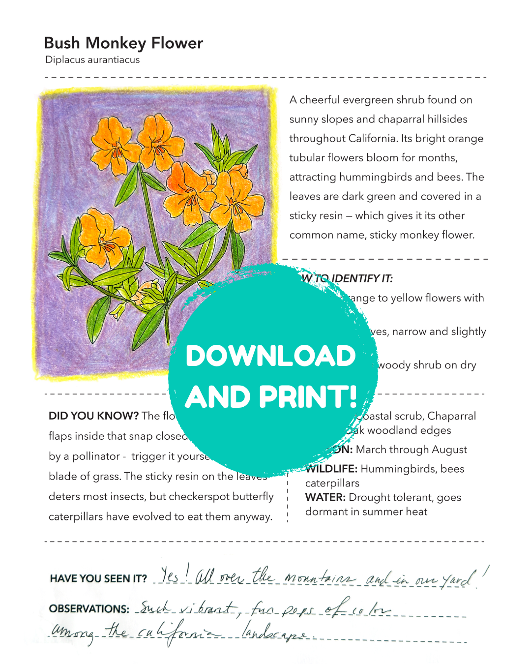 BushMonkeyFlower_FieldGuide_Colored_Sticker.png
