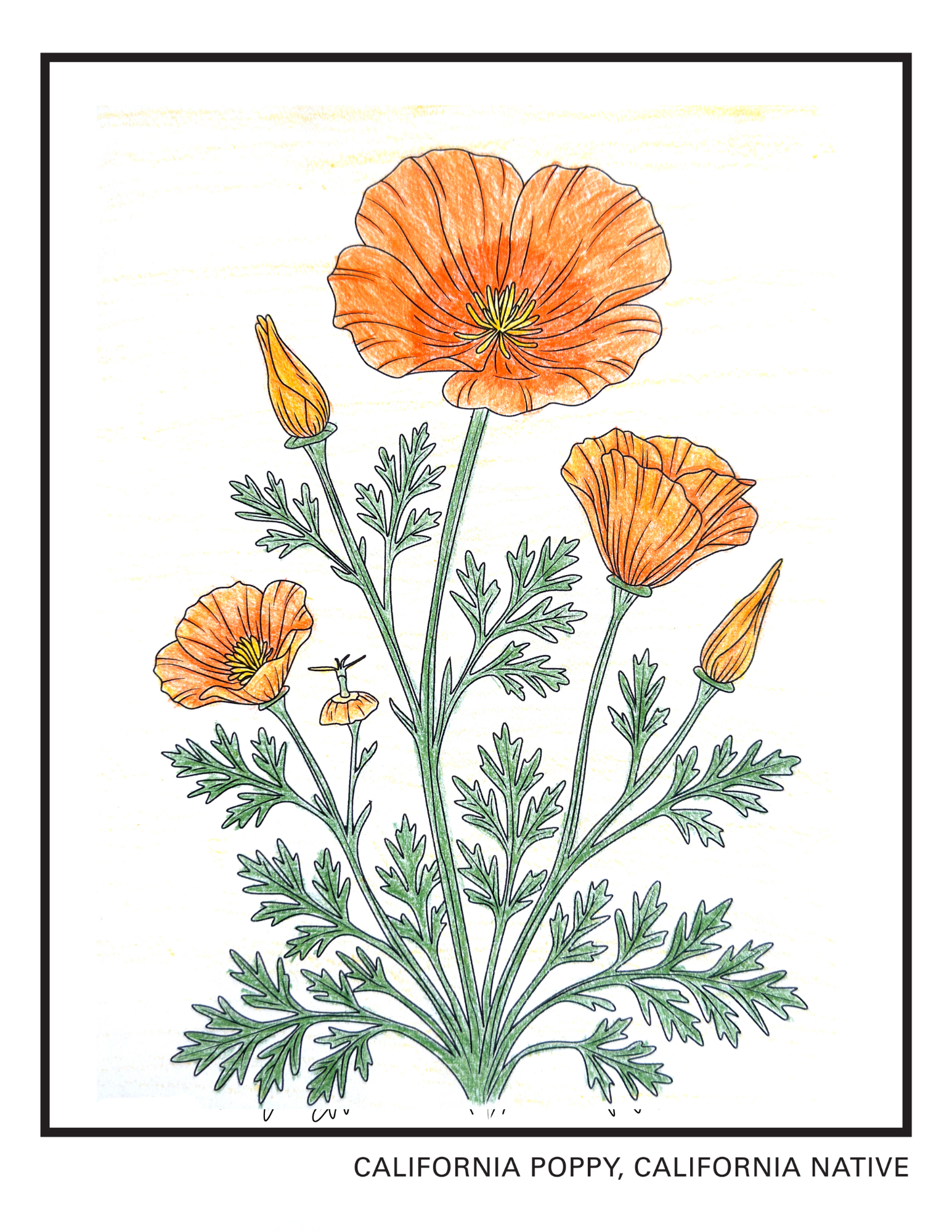 CAPoppy_Colored.pdf.png