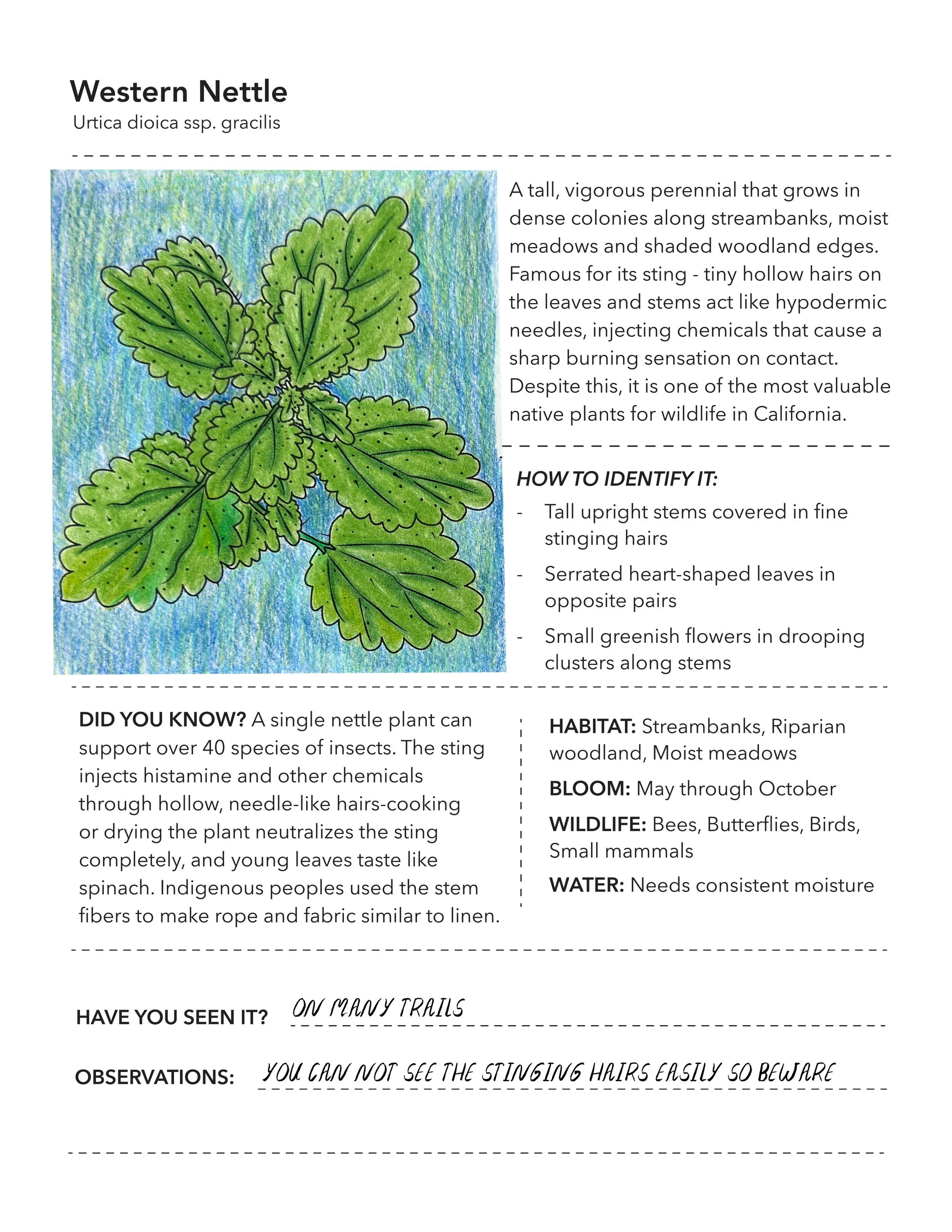 WesternNettle_FieldGuide_Colored.jpg