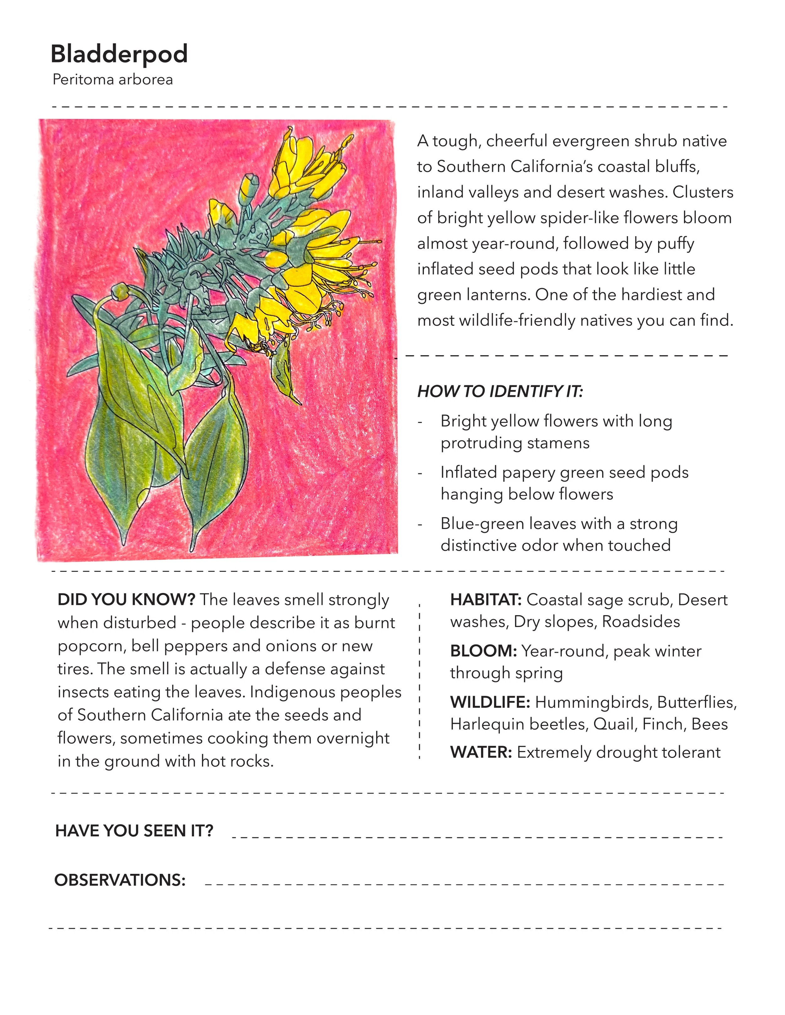 Bladderpod_FieldGuide_Colored.jpg