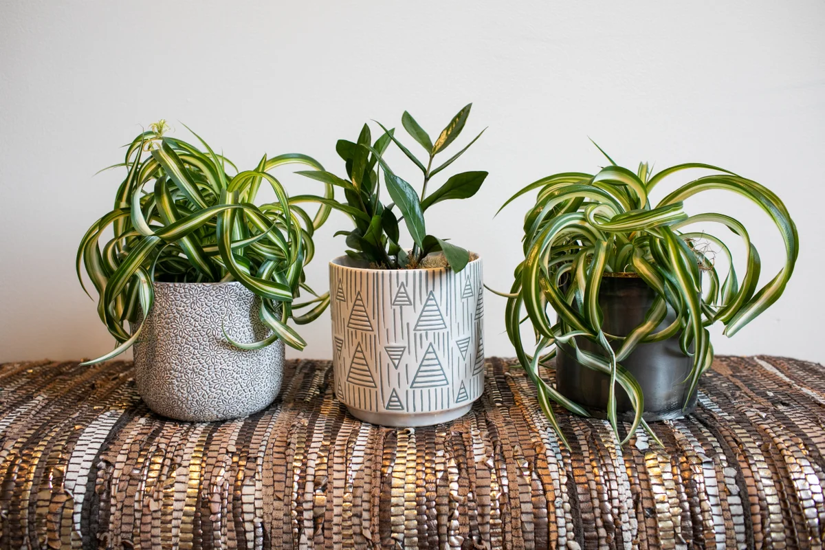 Potted Plant Gift  Boutique Floral Studio & Plant Shop | Myrtle & Magnolia