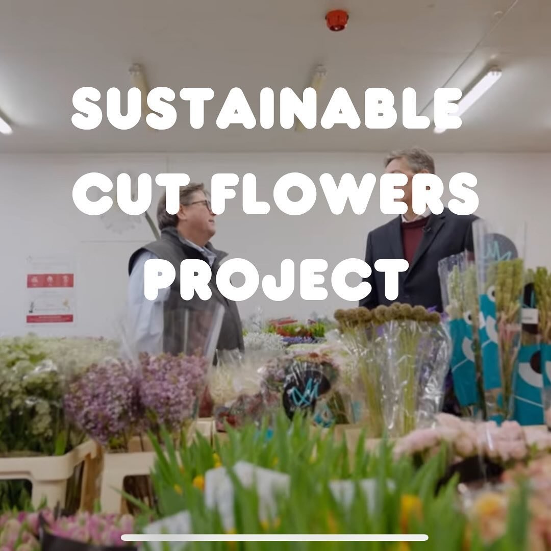 We are delighted to be a member of the Plastics, Packaging and Waste Working Group within the Sustainable Cut Flowers Project. The SCFP work towards &lsquo;Promoting the value of sustainable practice in global flower supply chains&rsquo; and fall wit