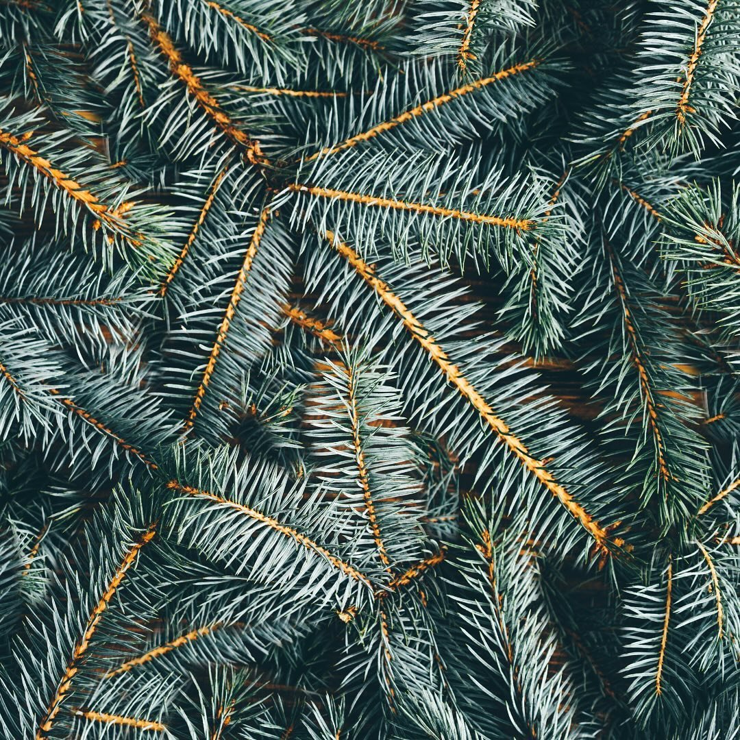 COM:POST you Christmas trees this year🎄

Post Christmas breakdown seems some way off, but we know it will be here quicker than we can imagine.

Our collection team will be collecting Christmas trees from the 2nd to the 10th of January. Book a collec