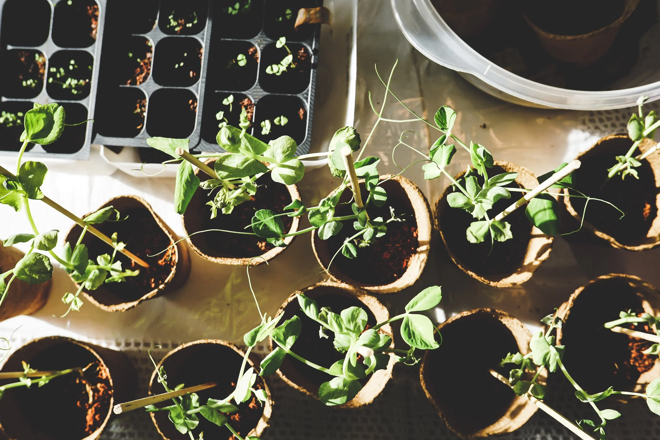 PLANT SALE + GARDEN TOUR