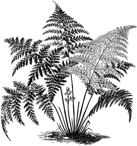 McCullough Plant Co.