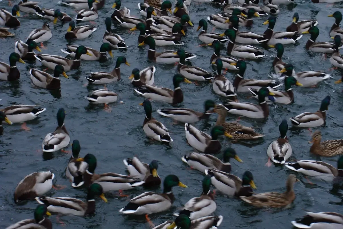 Navigating the Excitement of Colorado Duck Season