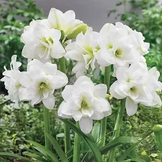 Alasca Amaryllis Bulb.webp