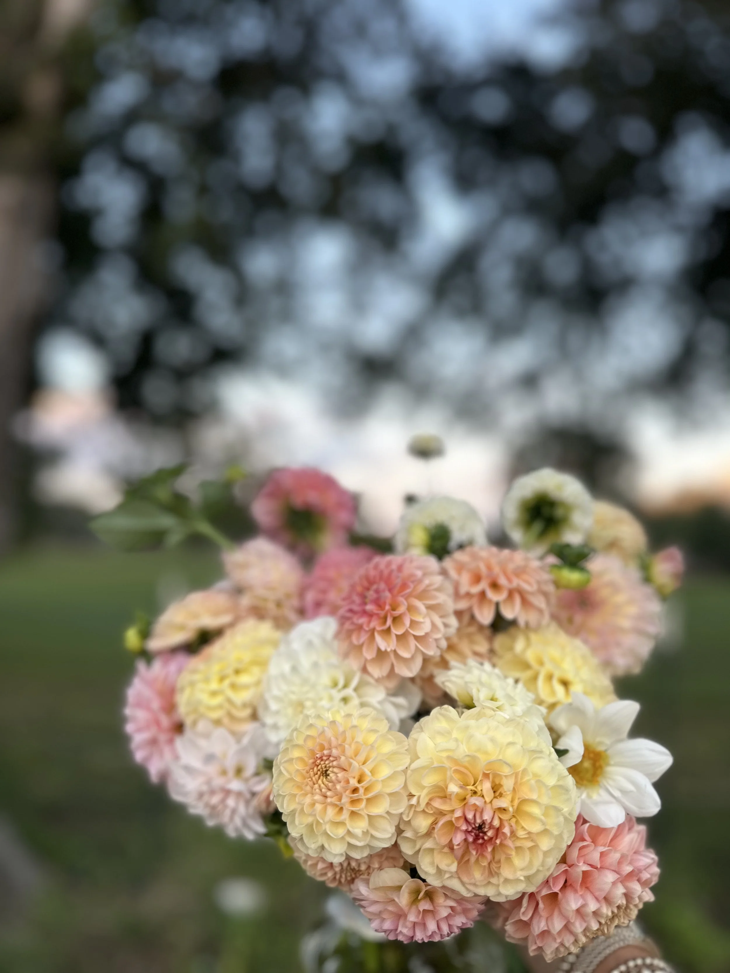 APRIL 10 - Dahlias 101: Planting, Growing, Cutting