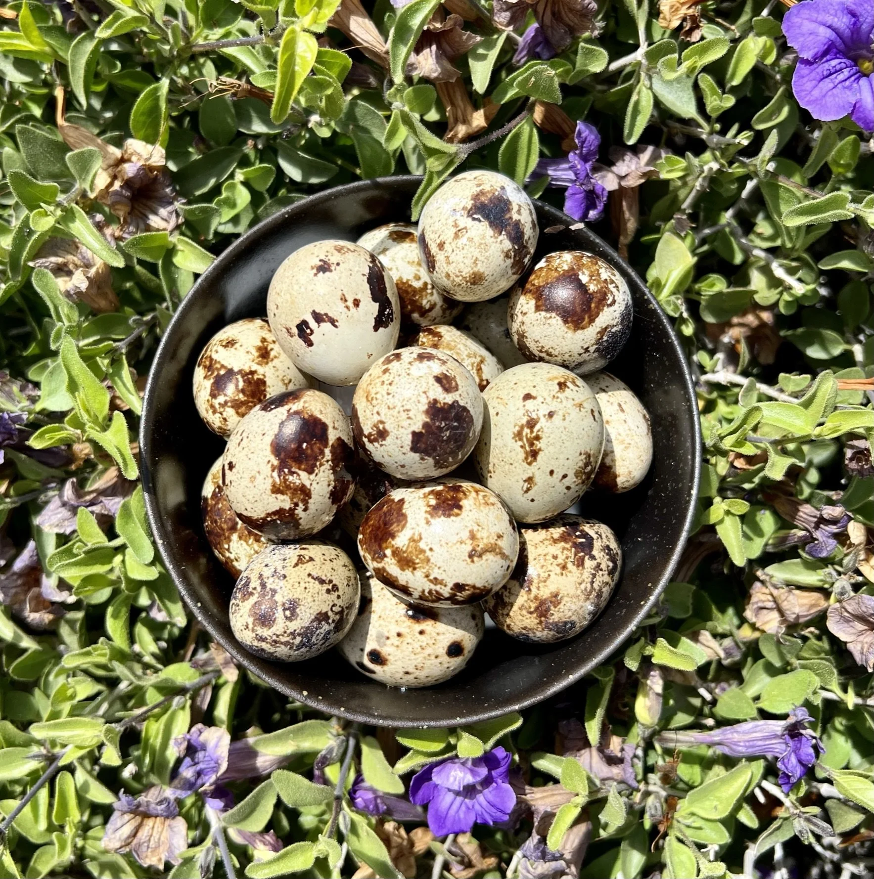 WHOLE PREY QUAIL WHOLE — Soul'y Raw Pet Food