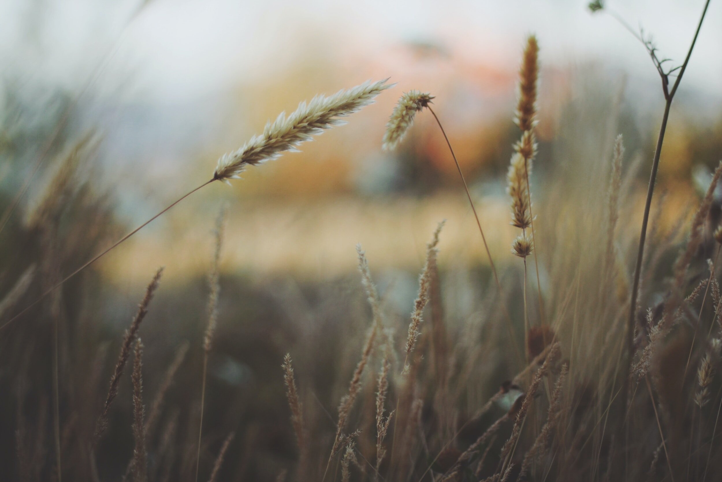 Late Summer: Chinese Medicine’s fifth Season