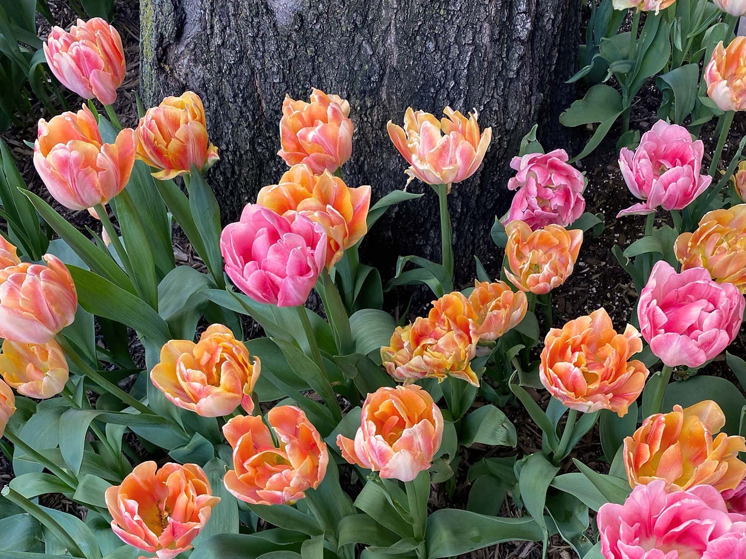 nature-closeup-of-pink-and-orange-tulips-by-tree.jpg