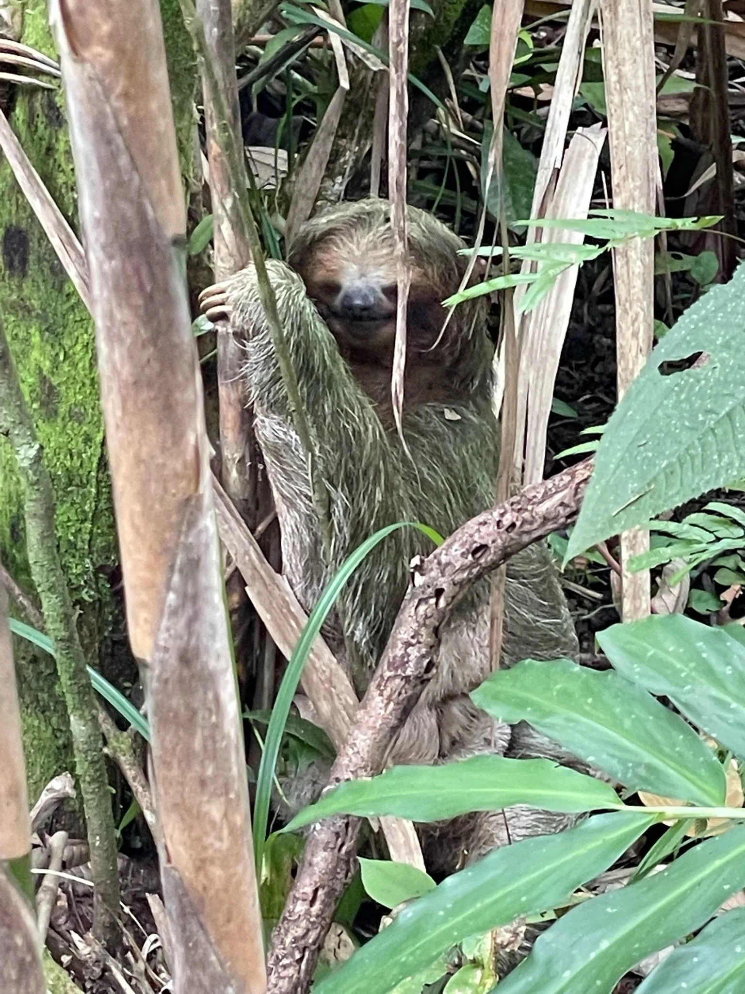 Close encounter with a sloth on a day trip from Tamarindo.