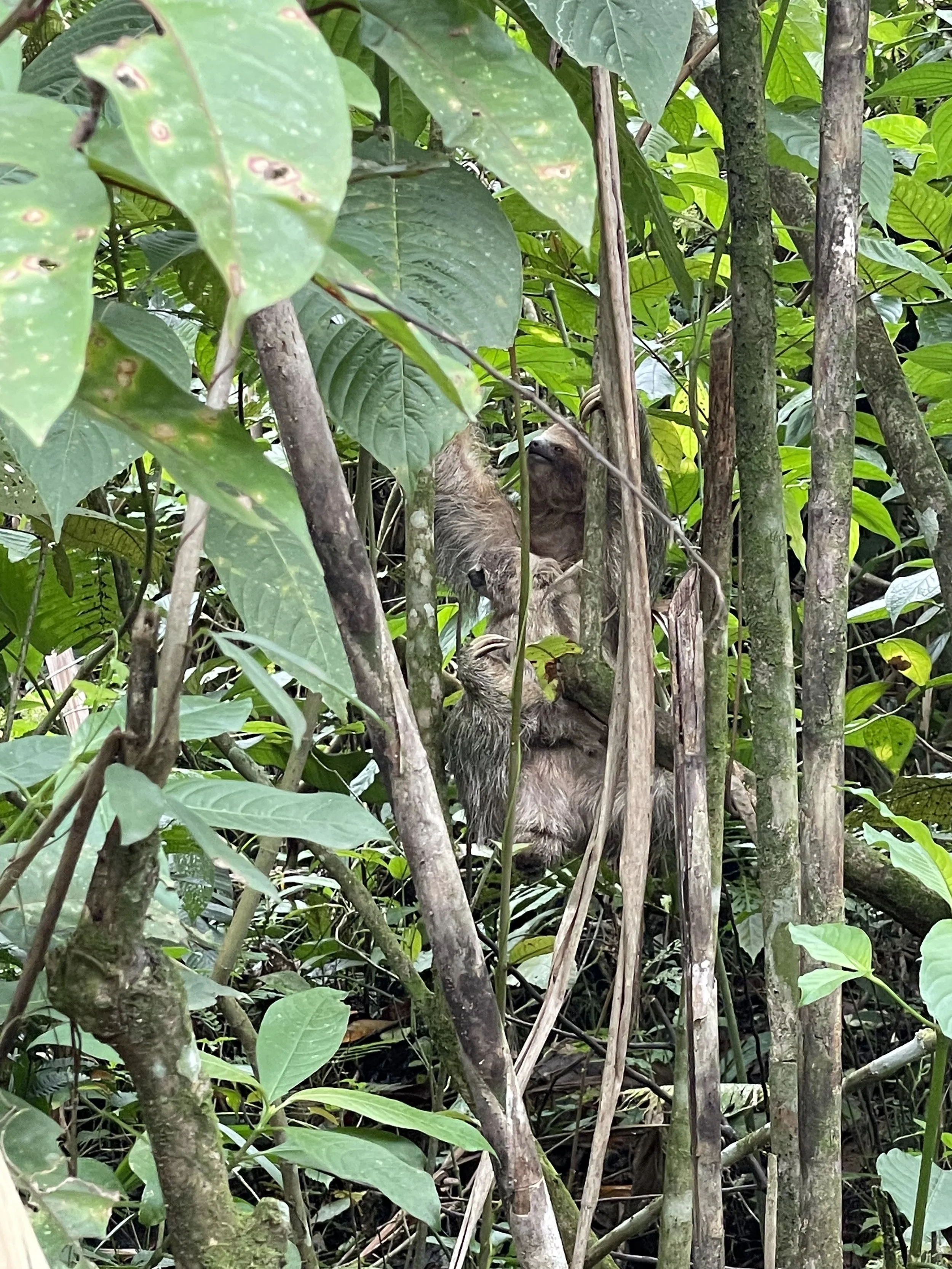 Mom and baby sloth sighting on a day trip from Tamarindo.