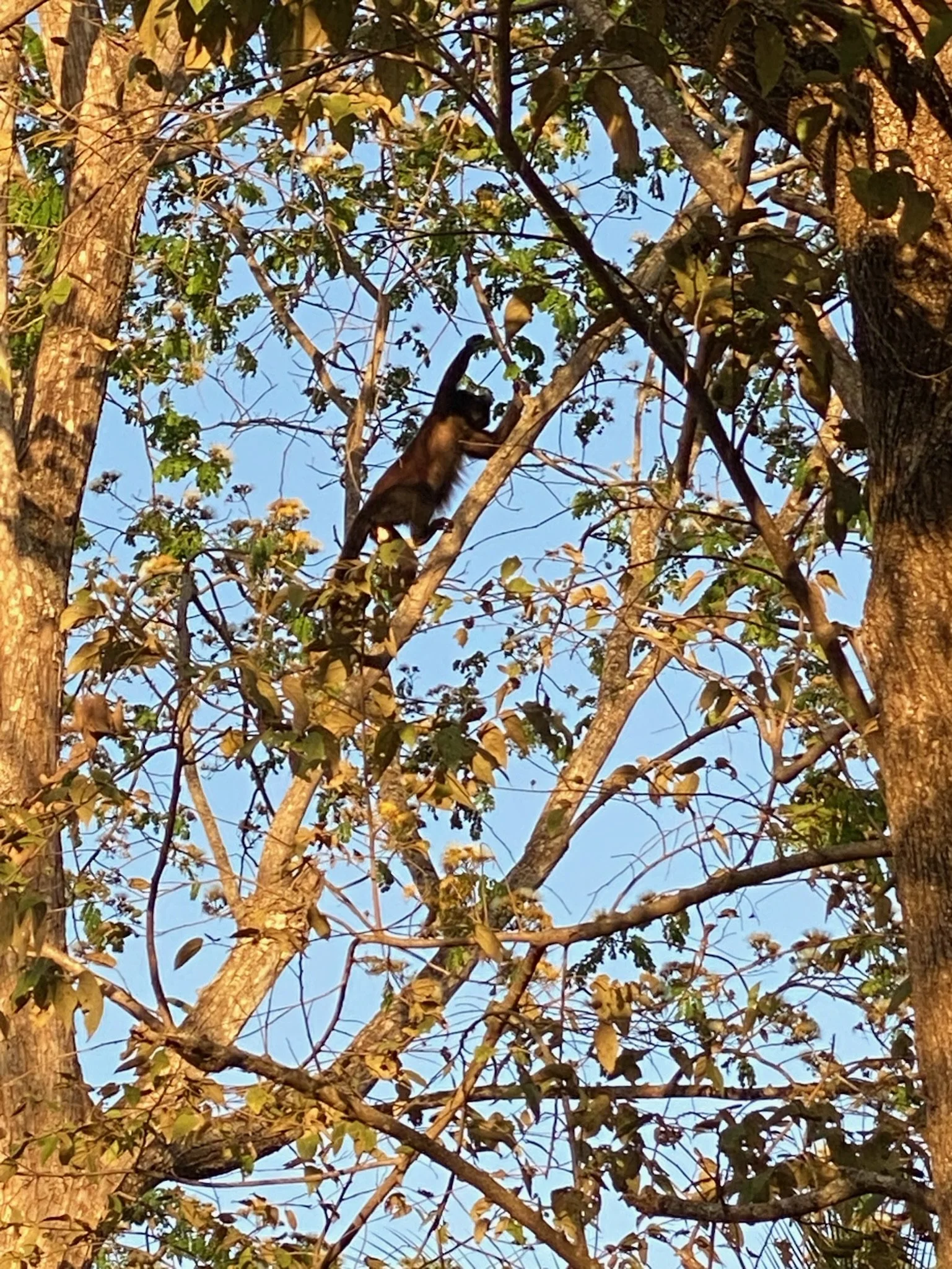 More howler monkeys visiting the back yard. This tree is also popular with the neighborhood flock of green parakeets when in bloom.