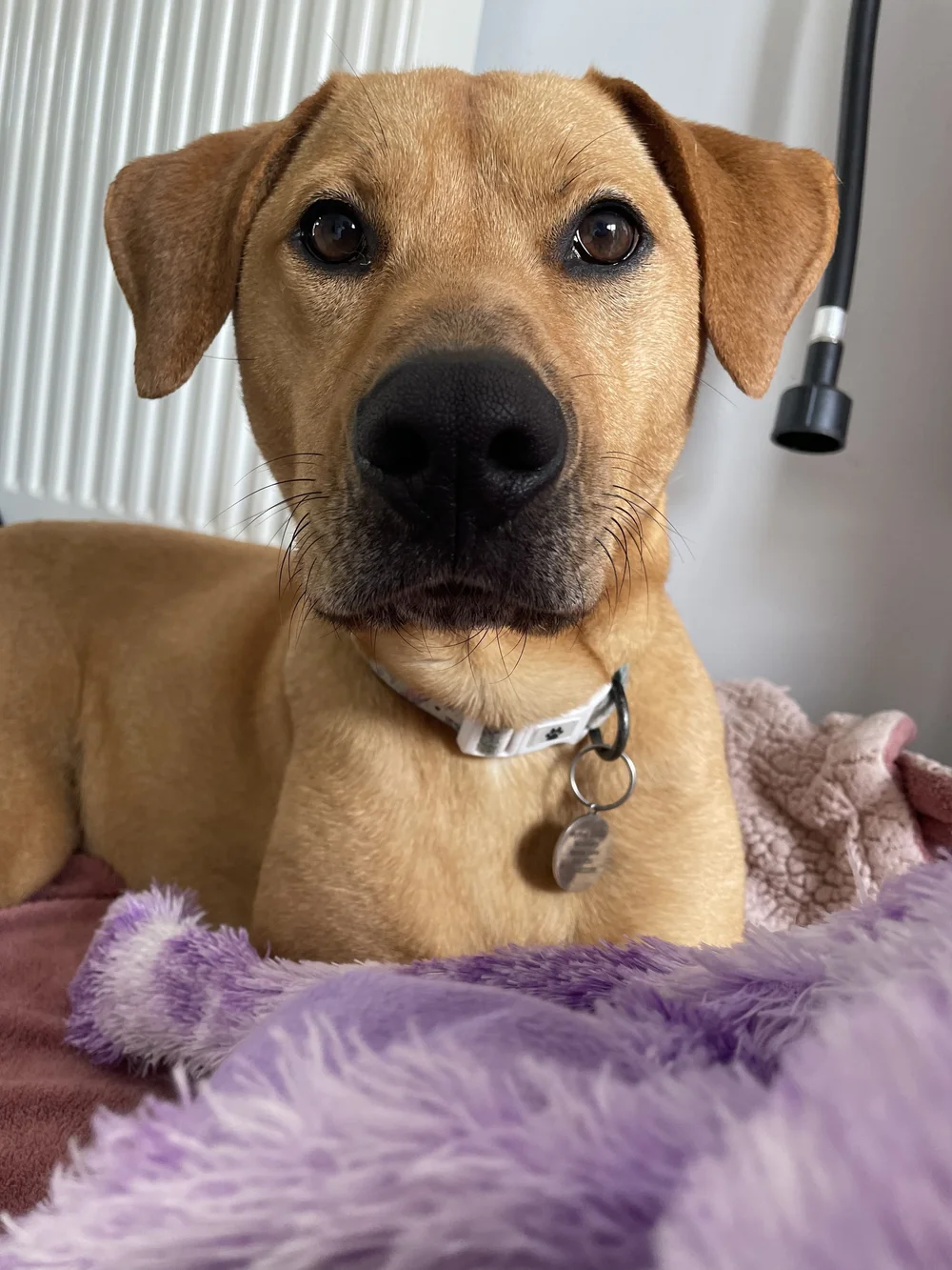 Reggie — Wythall Animal Sanctuary