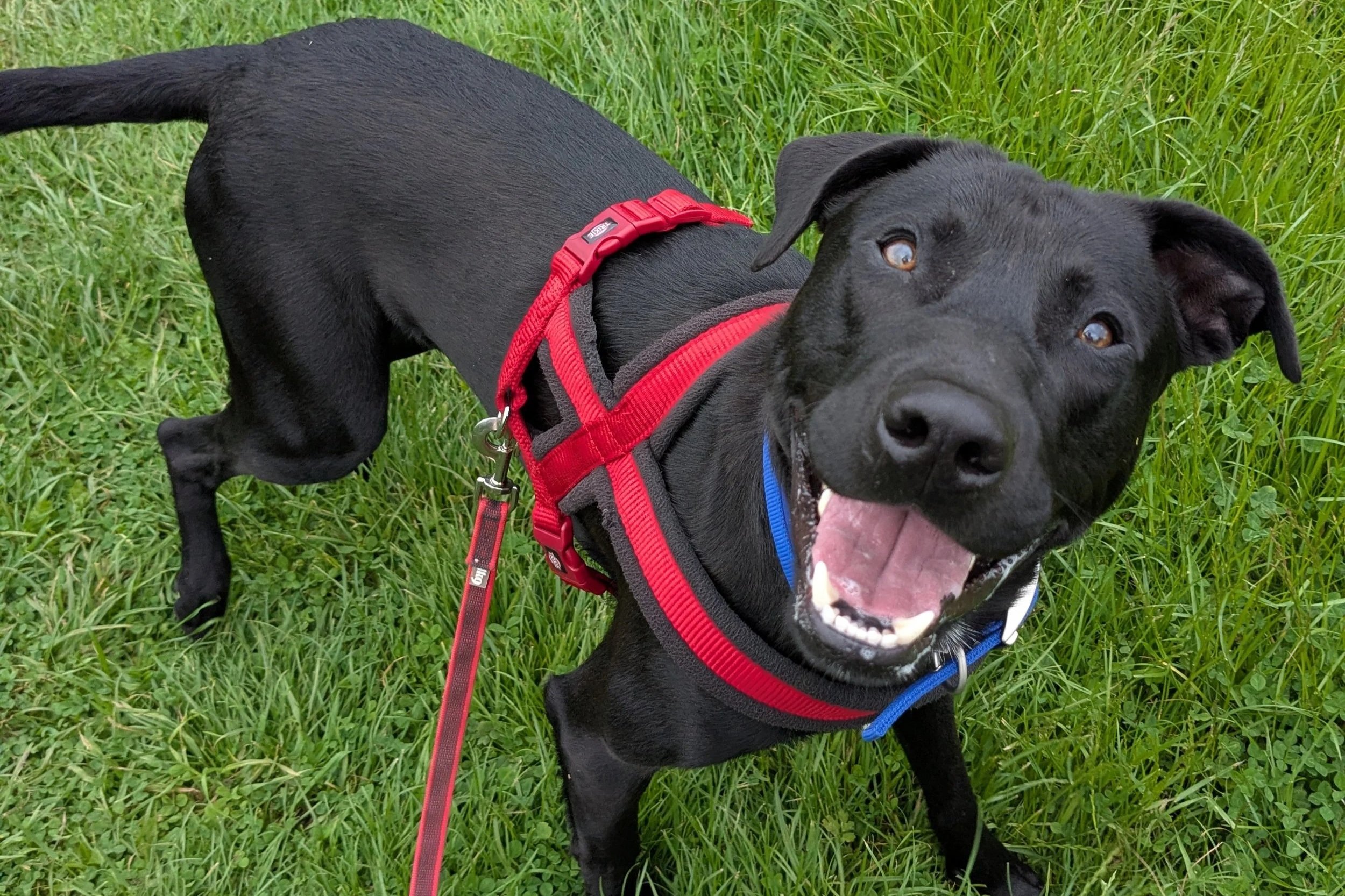 Ziggy RESERVED