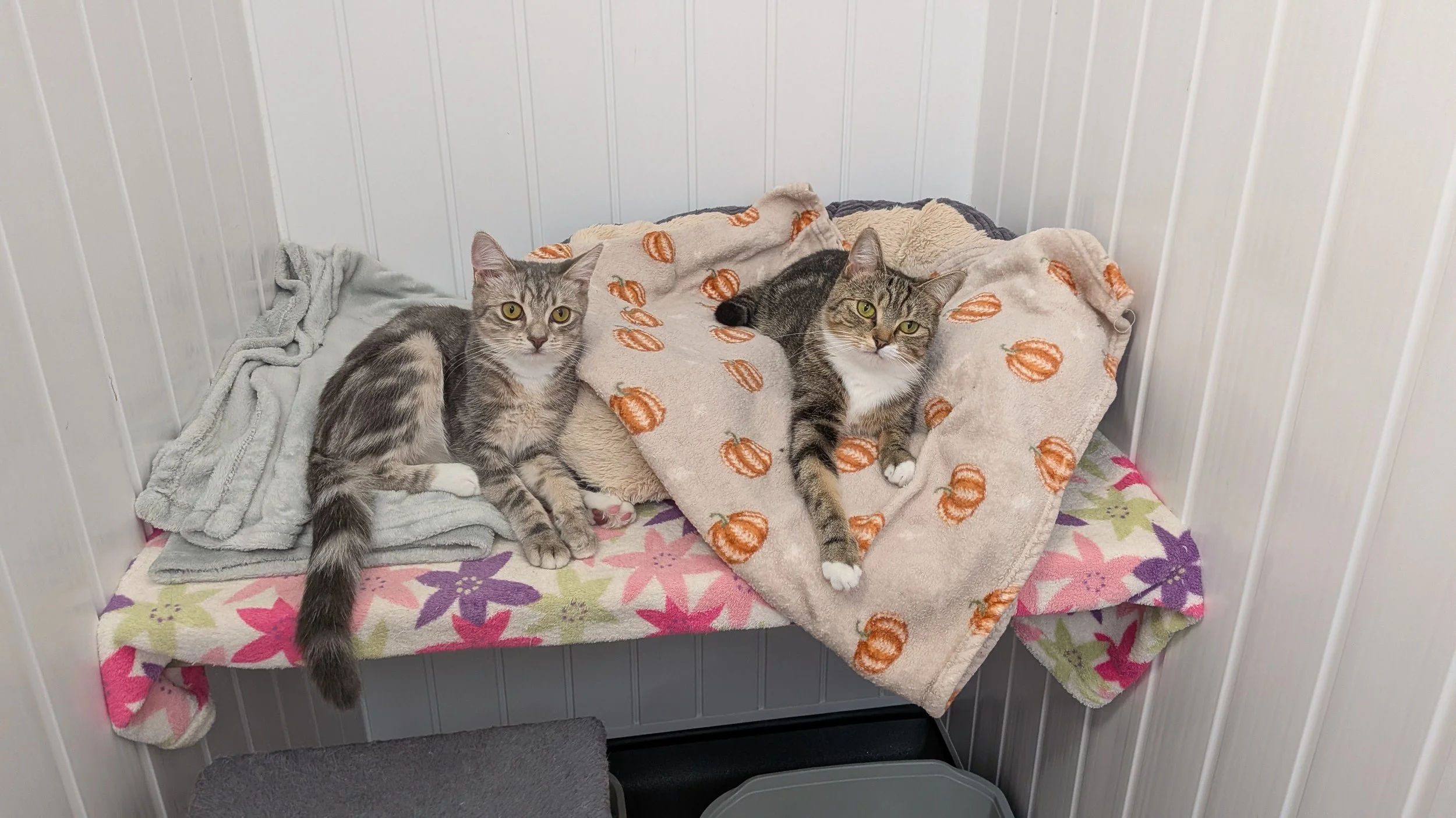 Squeak & Mew
