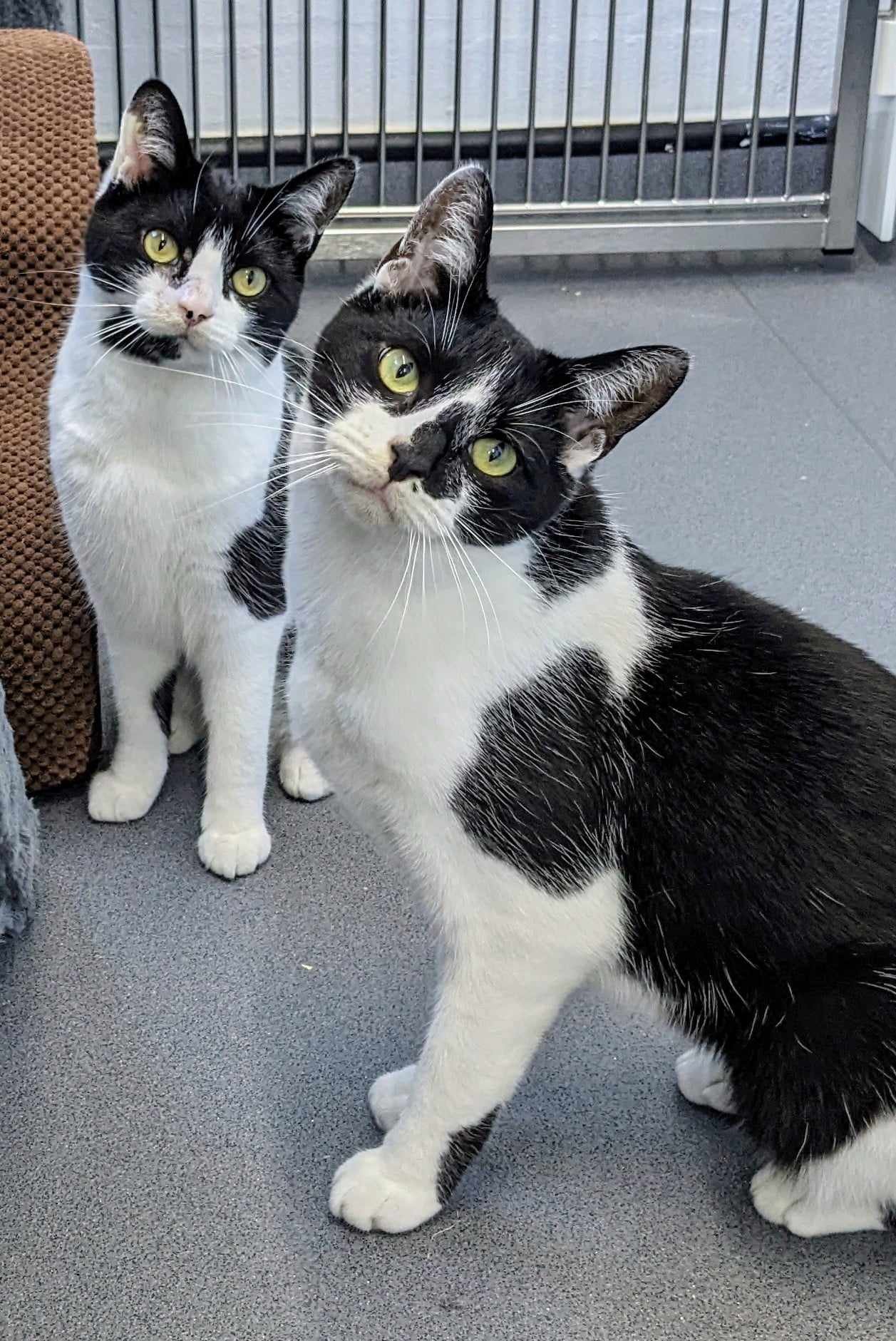 Pets Rescue New Hope Cat Rescue Dog Shelter Roby Animal Sanctuary