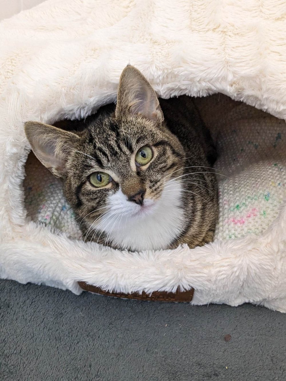 Wythall animal sales rescue cats