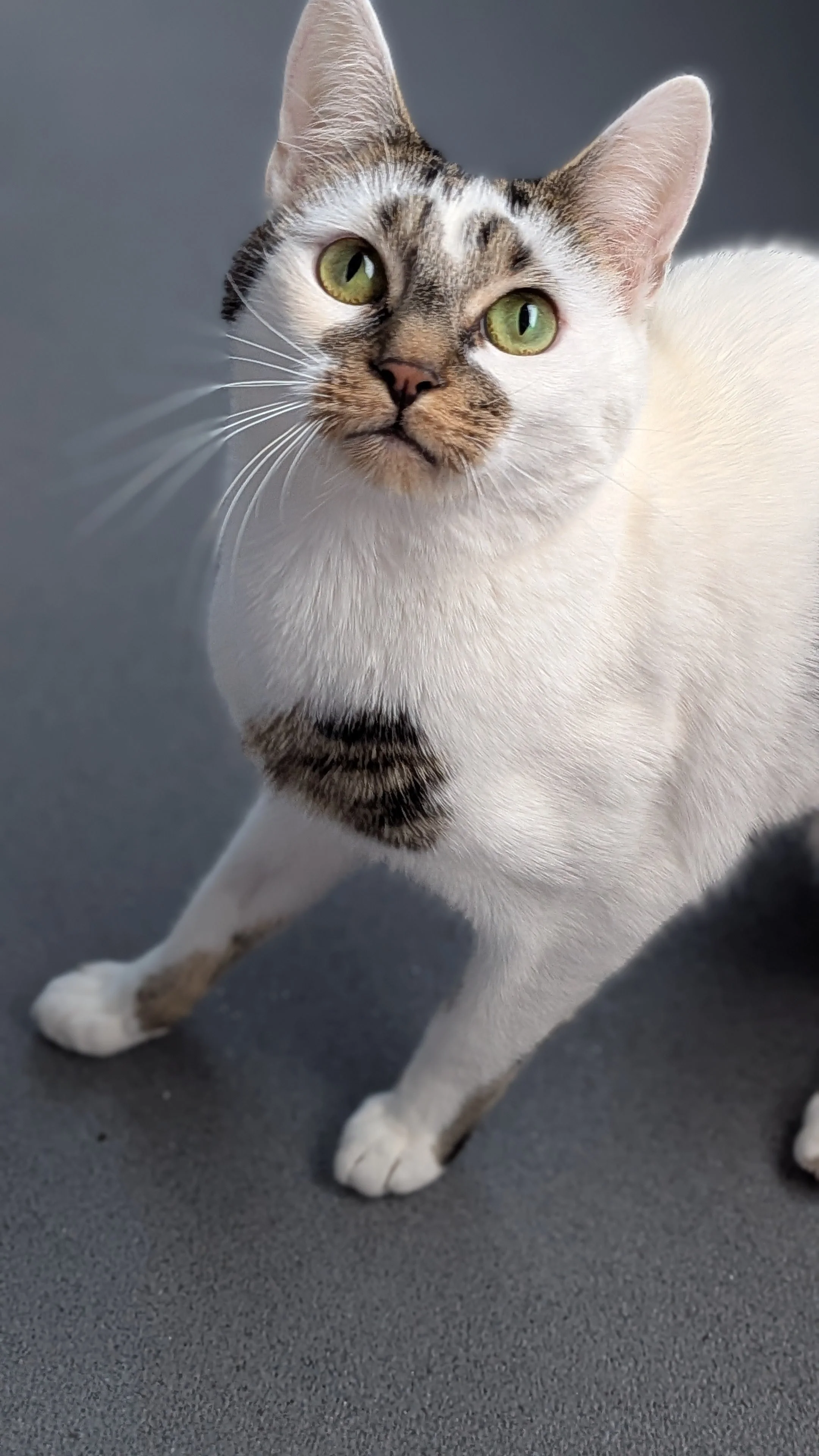 Oliver — Wythall Animal Sanctuary