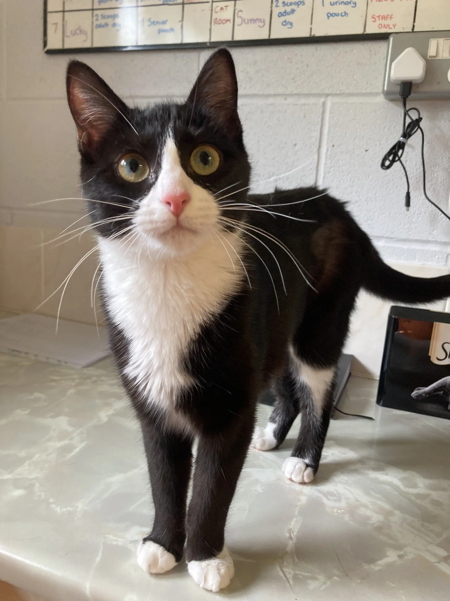 Mila (MUST be adopted with Roastie)