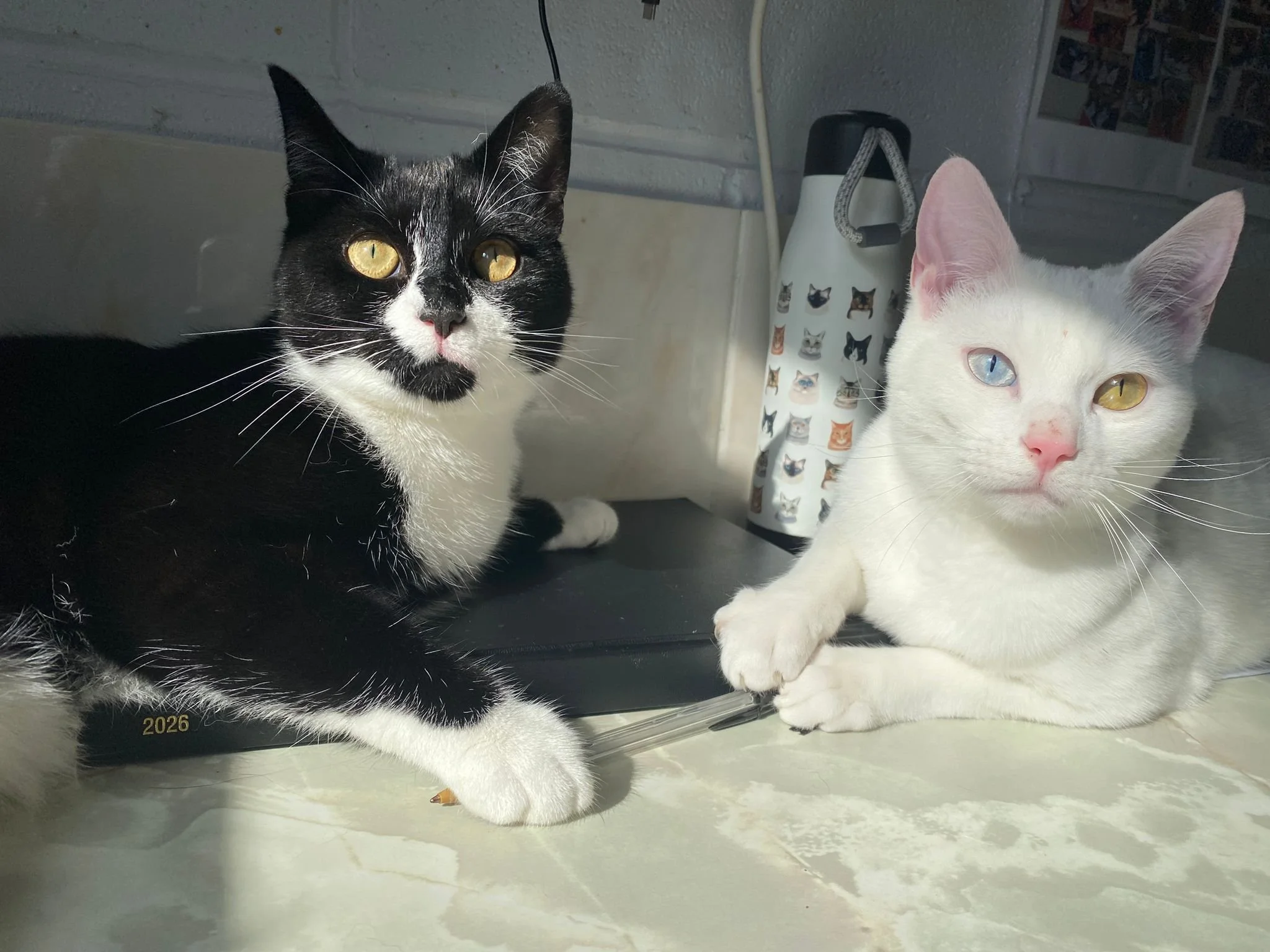 Fuji & Benji