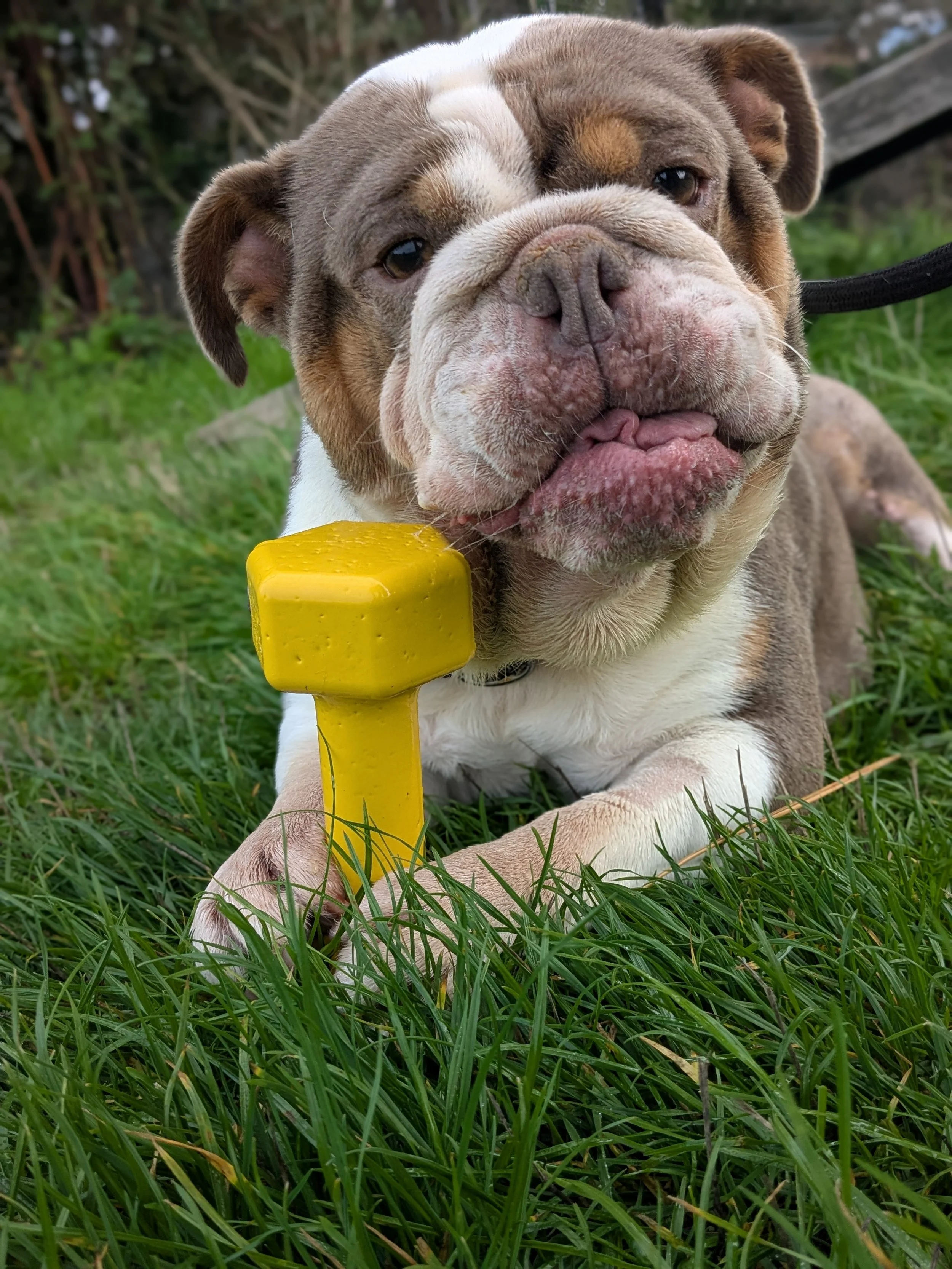 Cherry, a 5 years old female Bulldog available for adoption from Wythall Animal Sanctuary in West Midlands