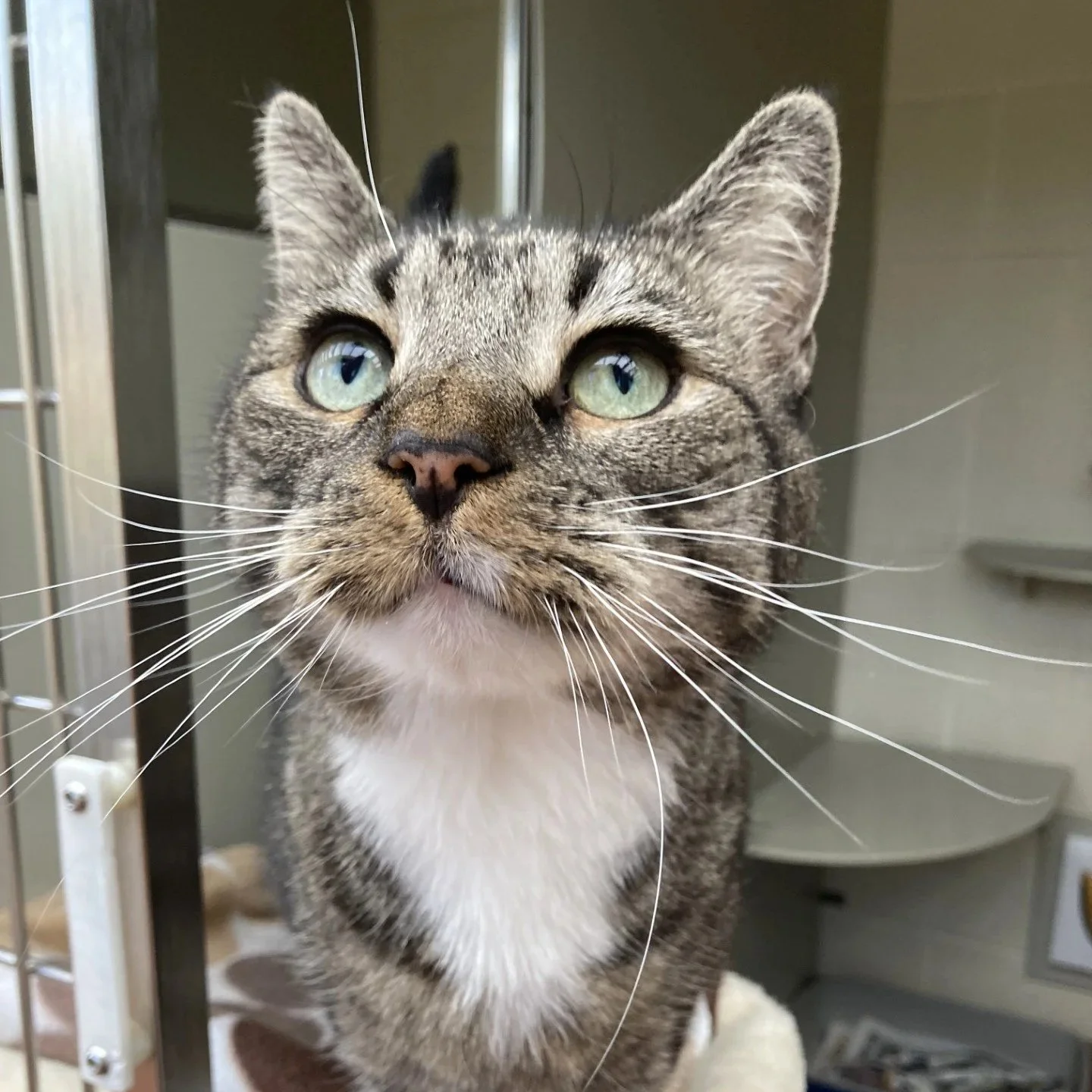 Lucky- Hoping to find a home with Neko