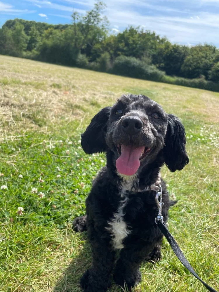 Black sproodle dog with curly fur sitting on green grass in a park, with a background of trees and blue sky.