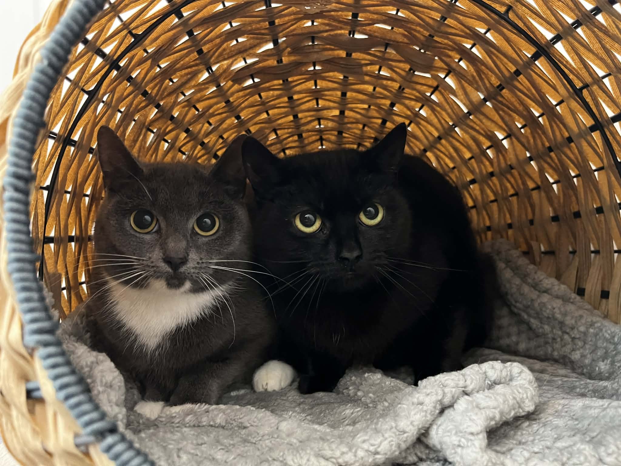 Chai & Bubble- Reserved