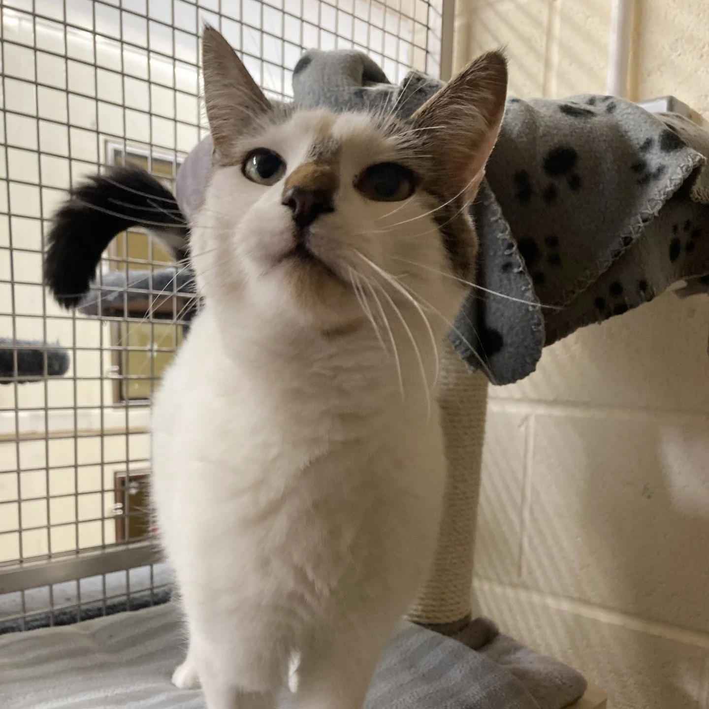 Viennetta - Reserved