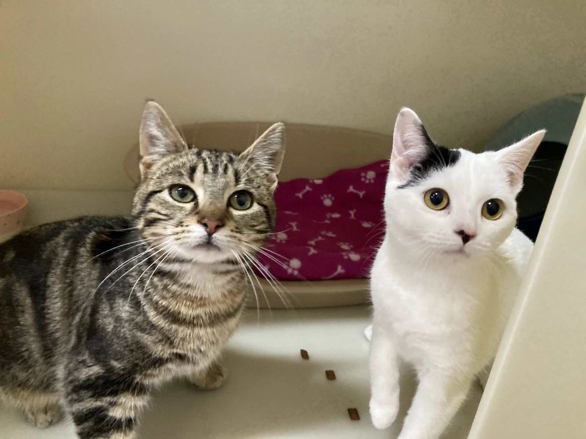 Raine & Beau - Reserved