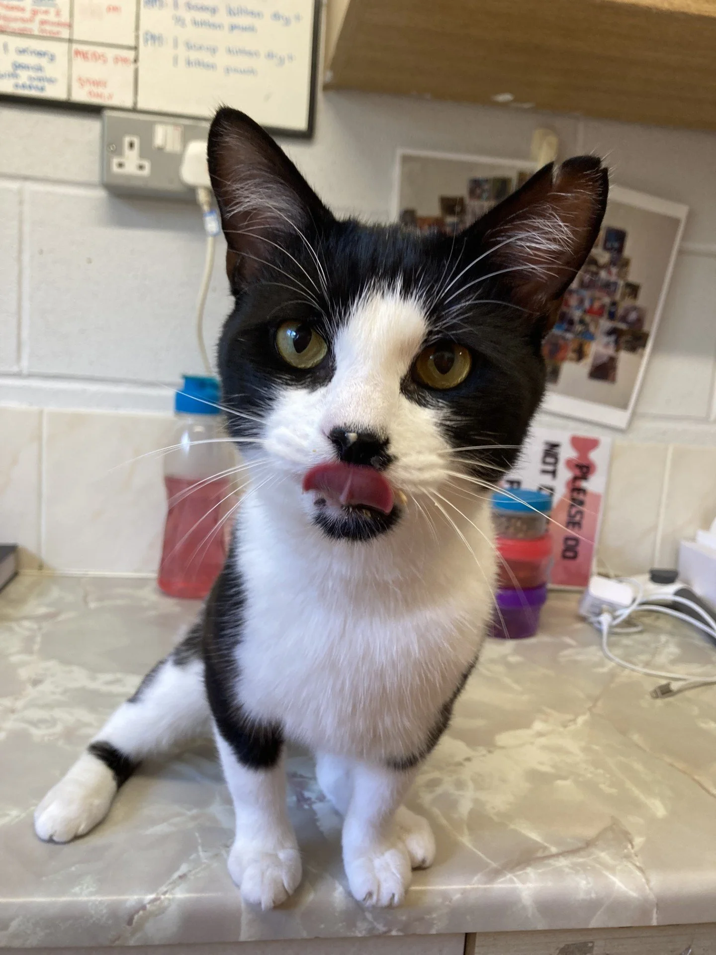 Freddie - Reserved pending meet