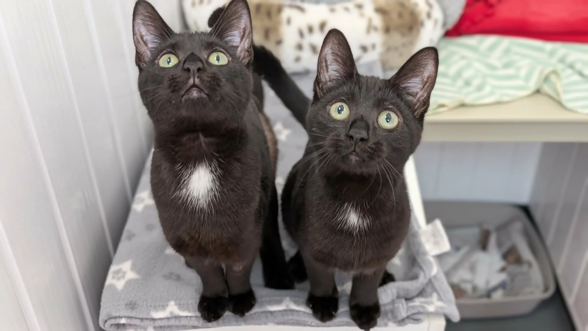 Bluey and Bingo