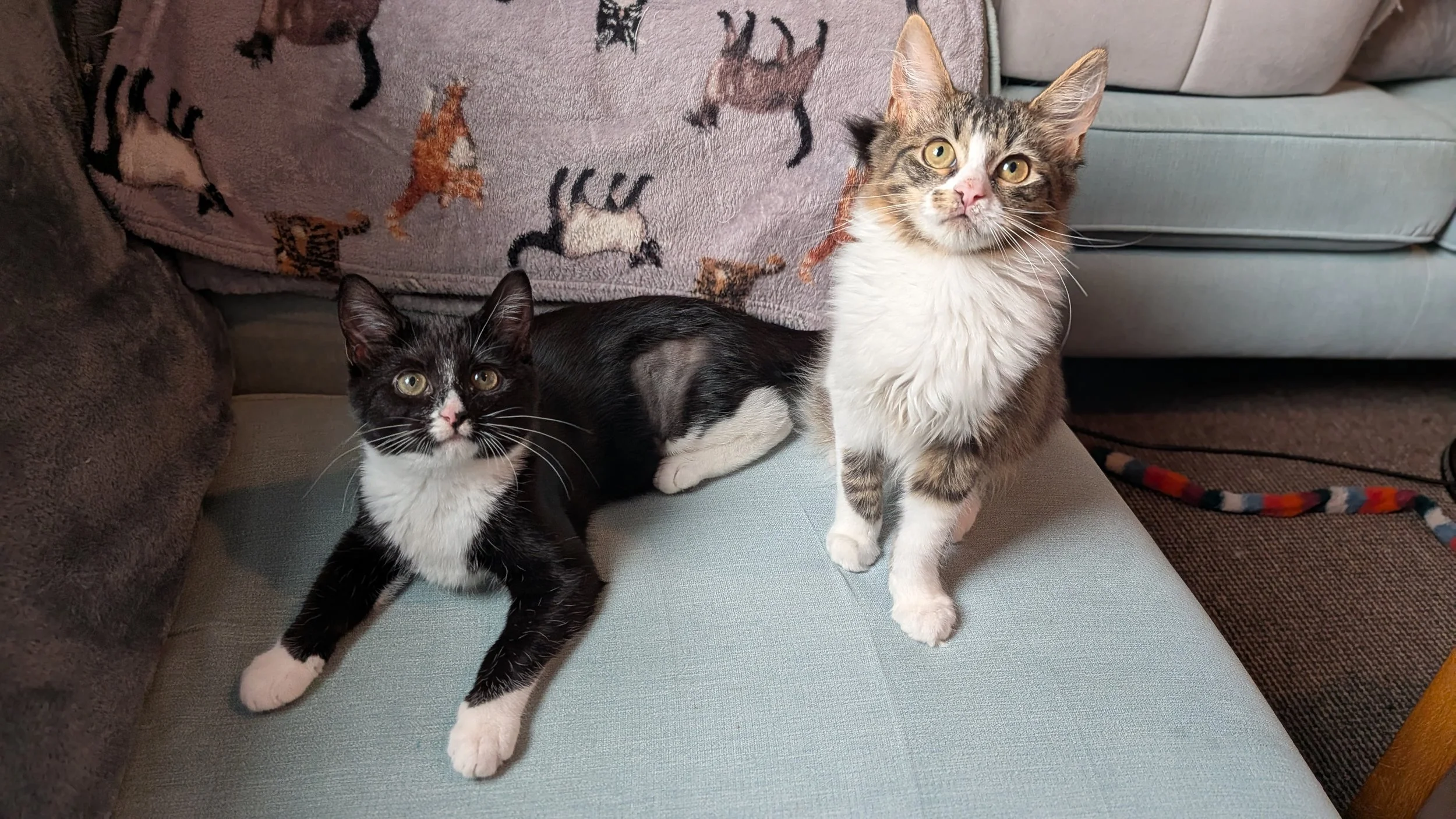 Maggie Moo & Merlin