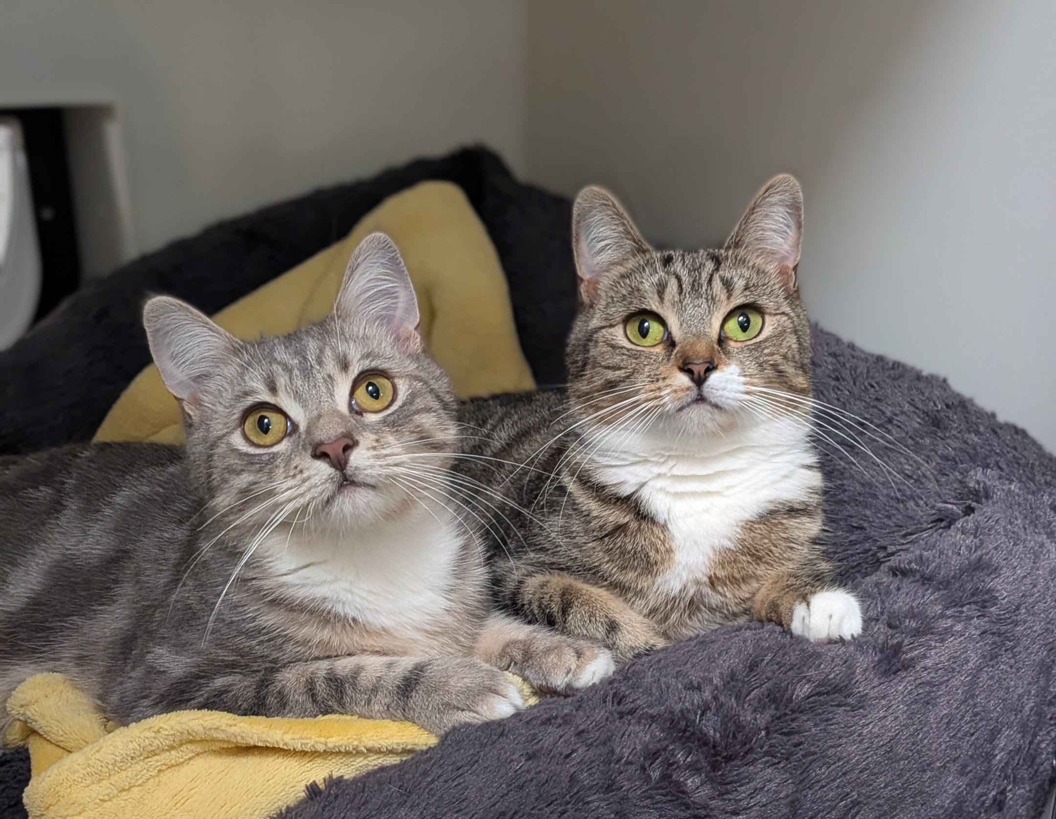Squeak & Mew