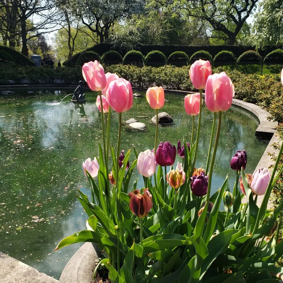 I bottle these moments of beauty and savor each drop. 
The Brooklyn Botanic Gardens is my happy place. 🌷
................
..............
............
..........
........
......
....
..
.
#beauty #surroundyourselfwithbeauty #beautifulbouquet #flowers