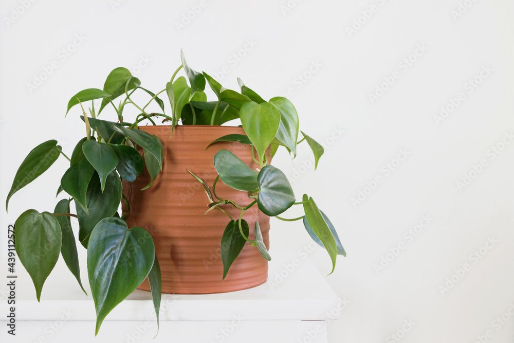 AdobeStock_439112572_Preview.jpeg