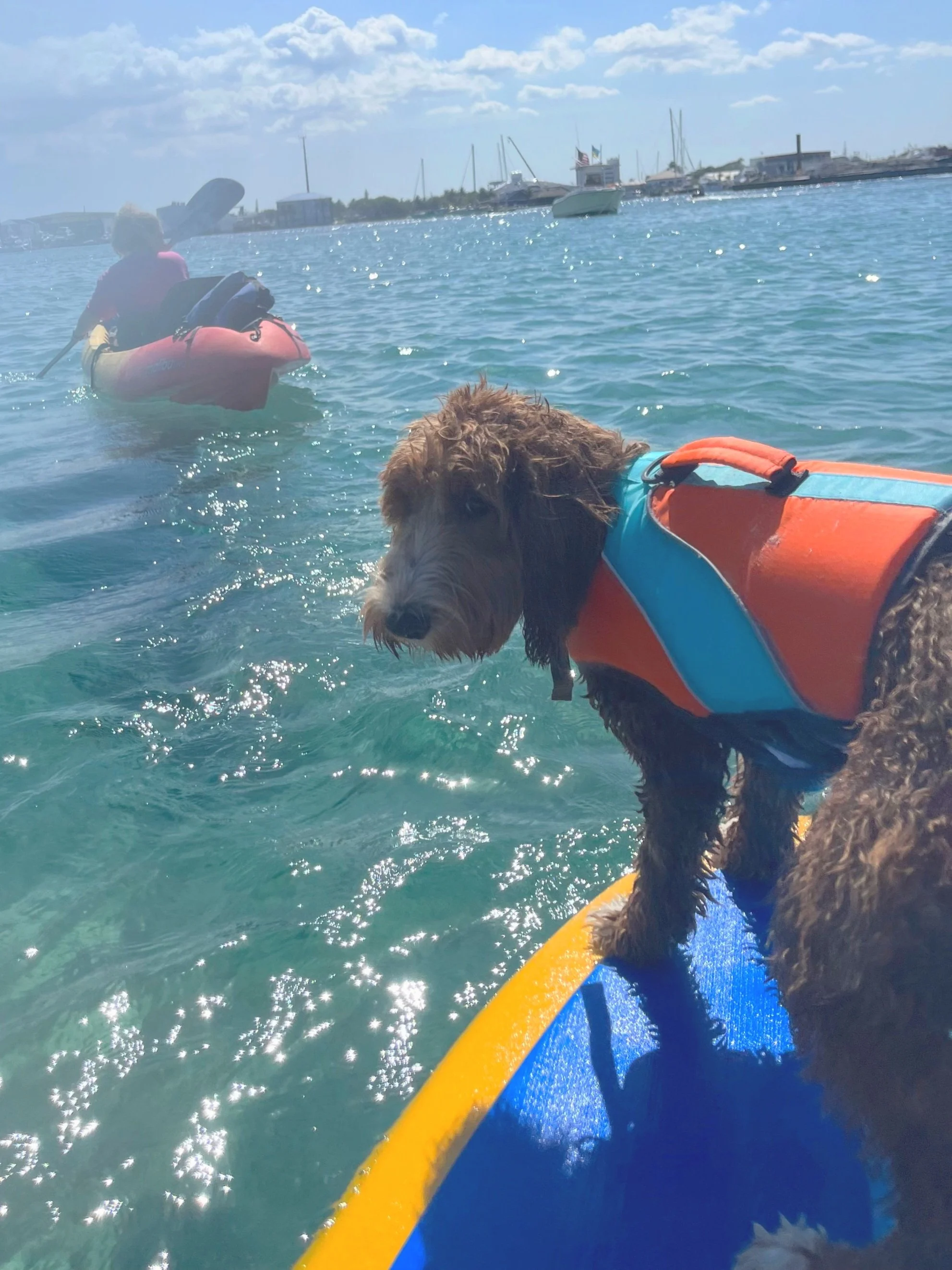 A Guide To Taking Your Dog Paddle Boarding (For The First Time) — A Dog