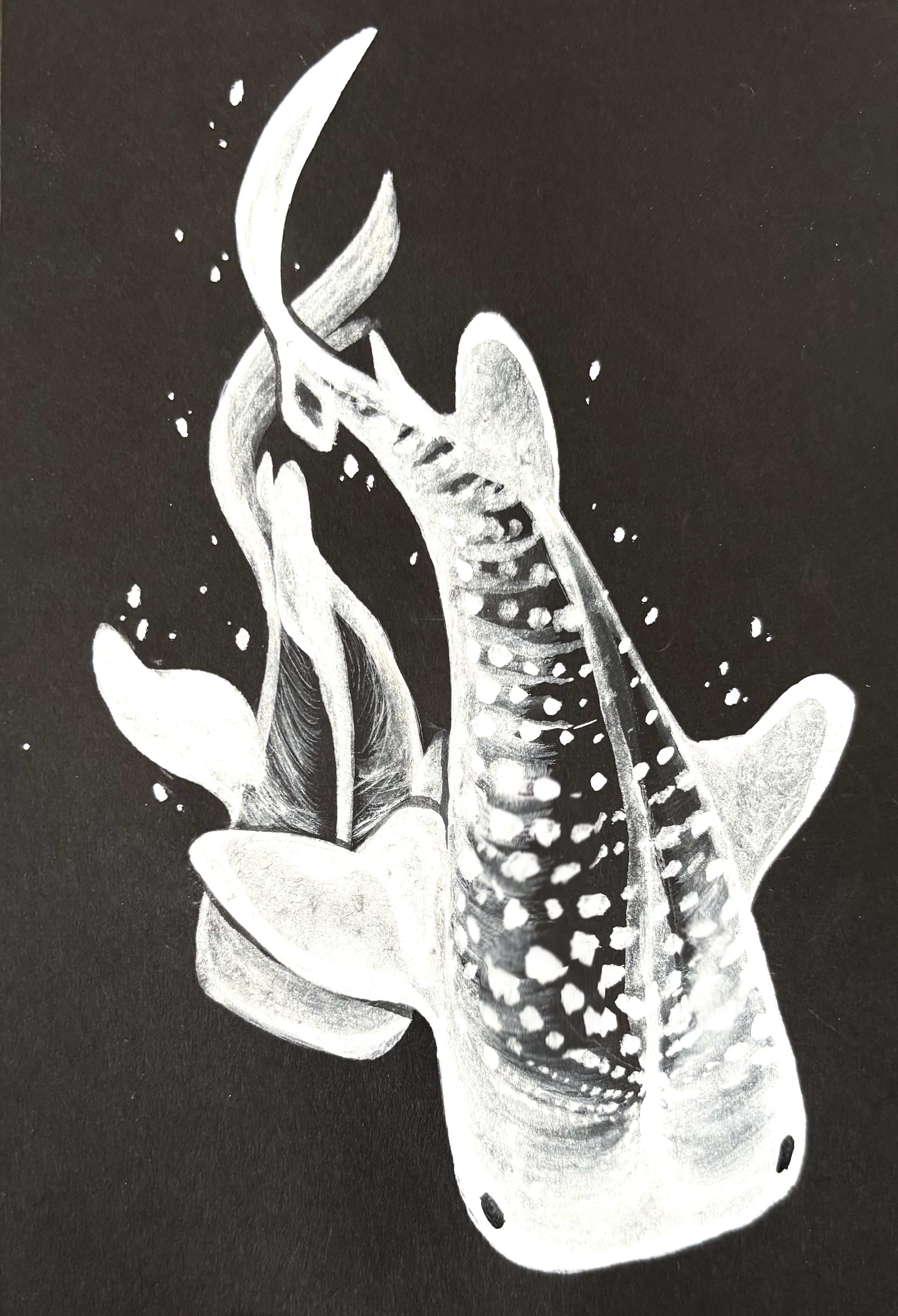 whale shark.png