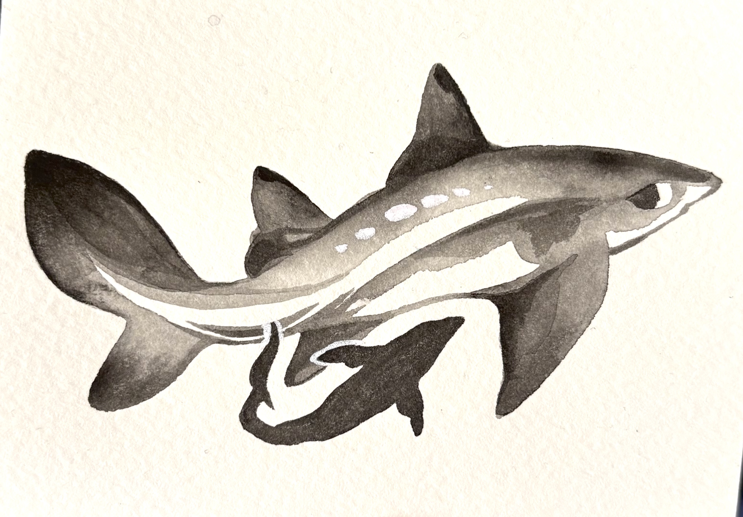 fox shark.png