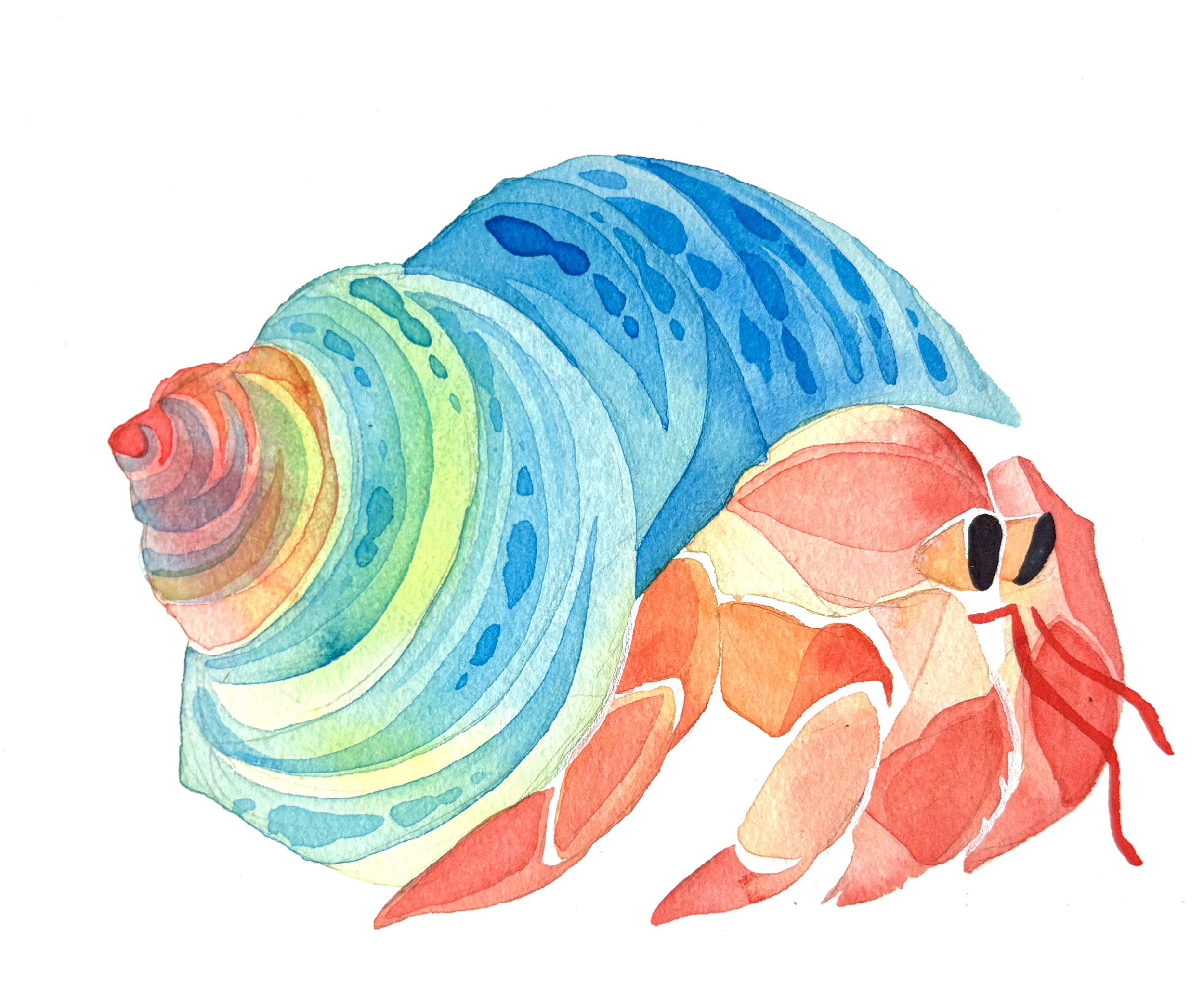 hermit crab.png