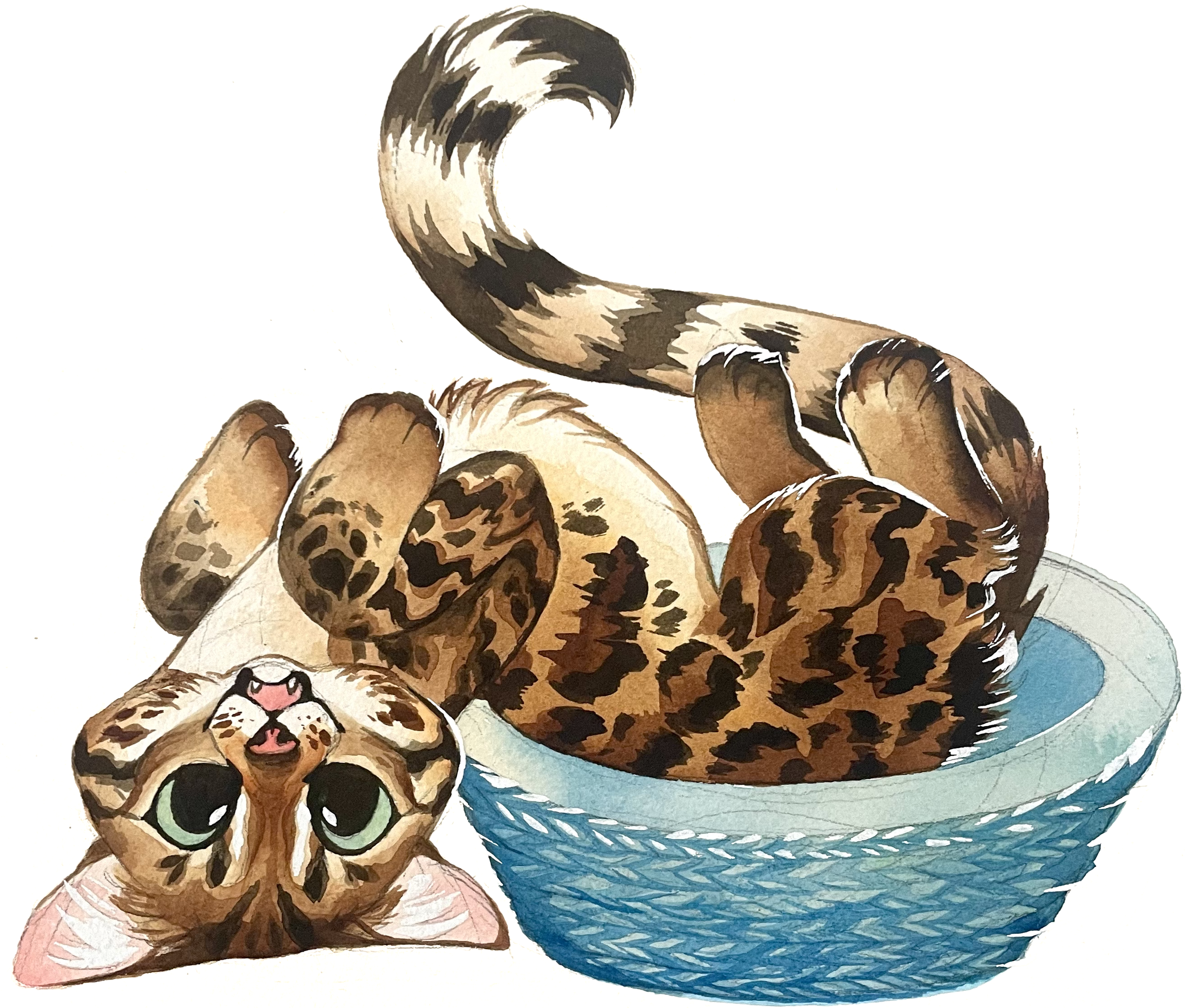 bengal.png