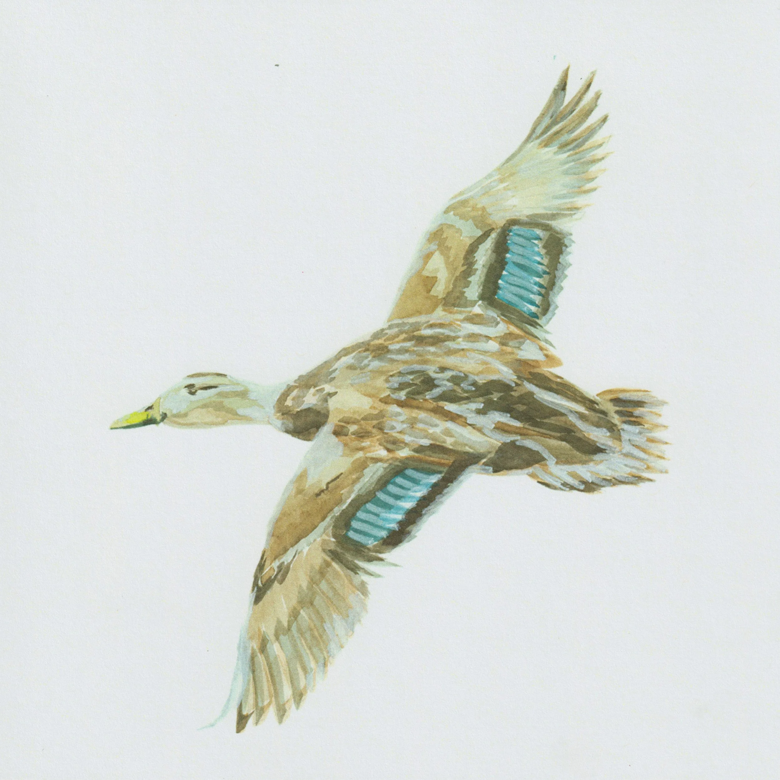 Black Duck.jpeg