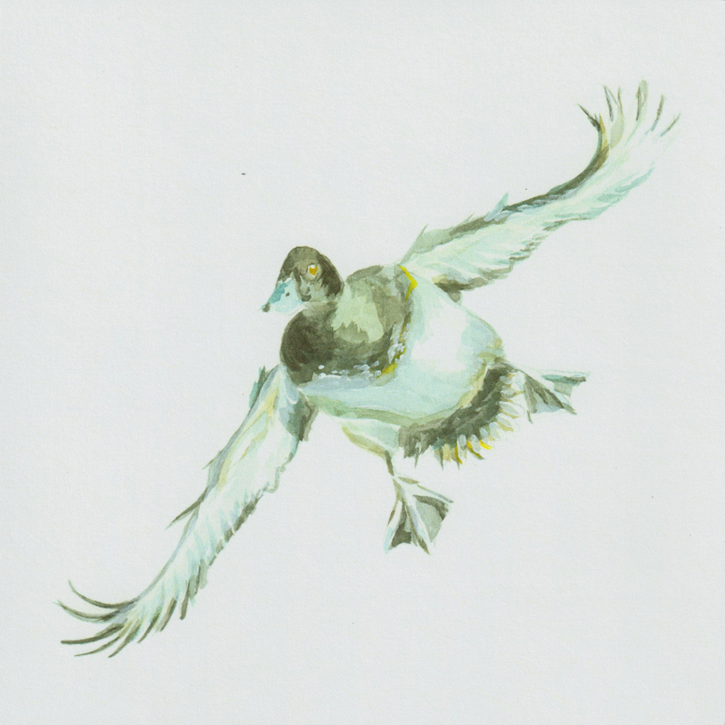 Bluebill.jpeg