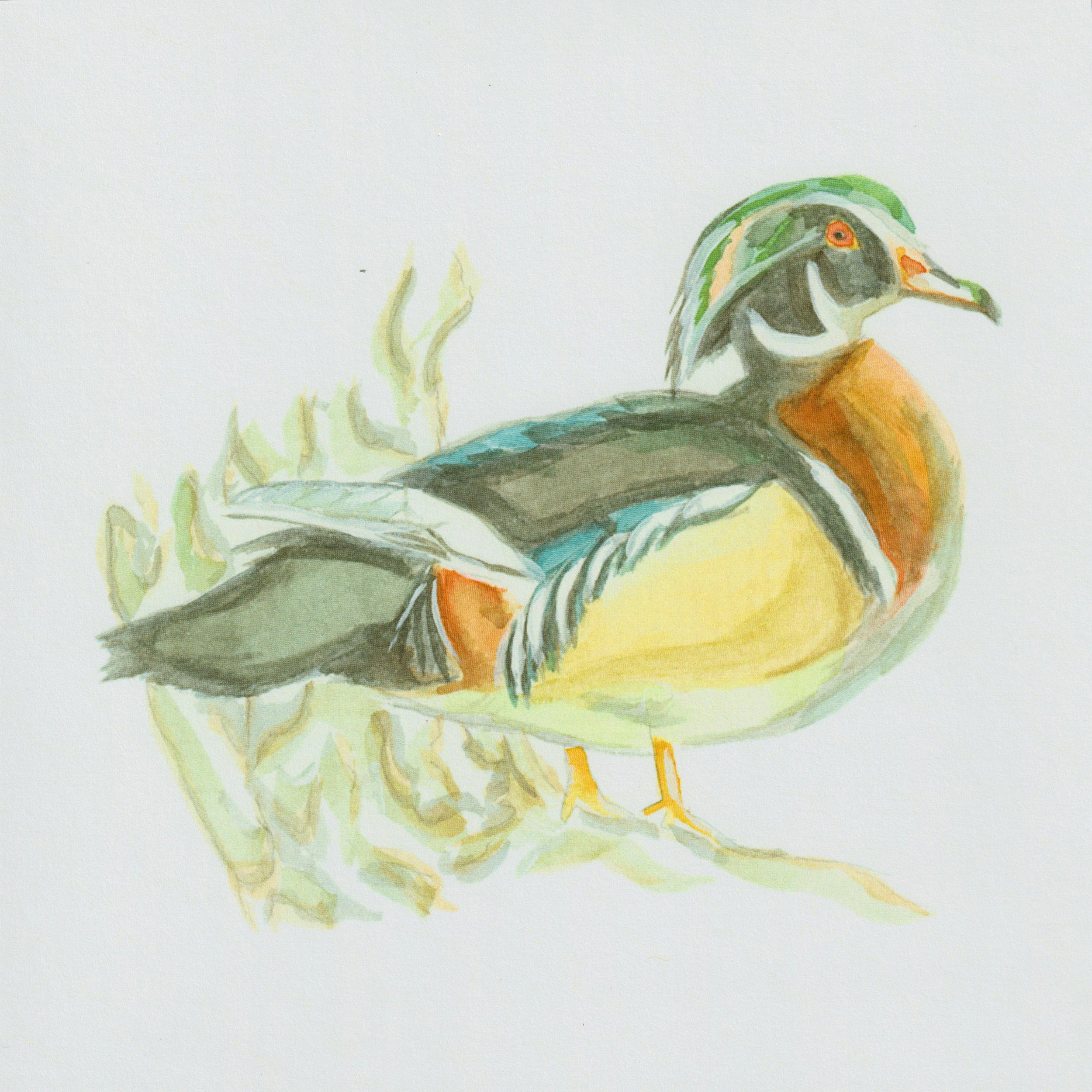 Wood Duck Print