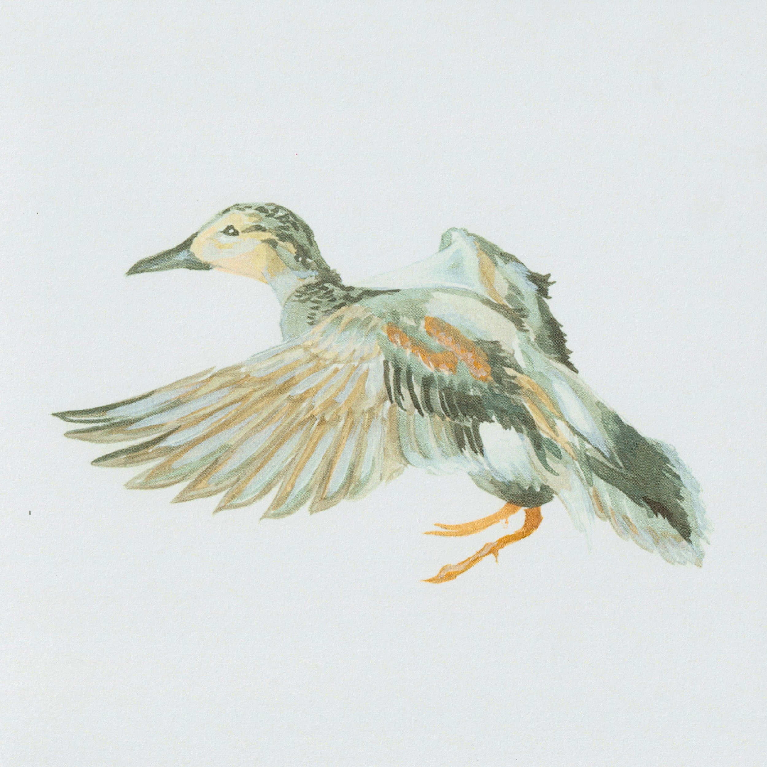 Gadwall Print