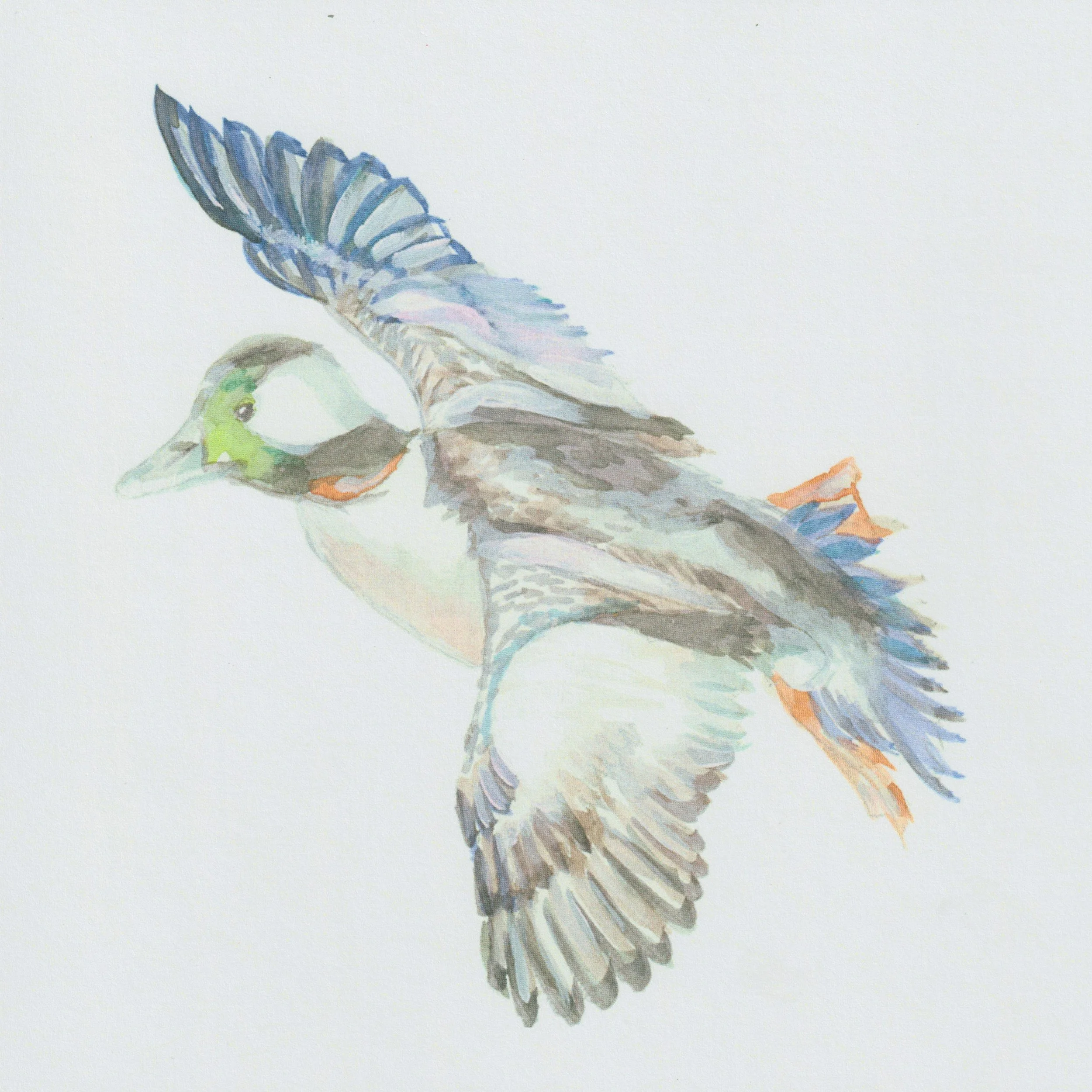 Bufflehead Print