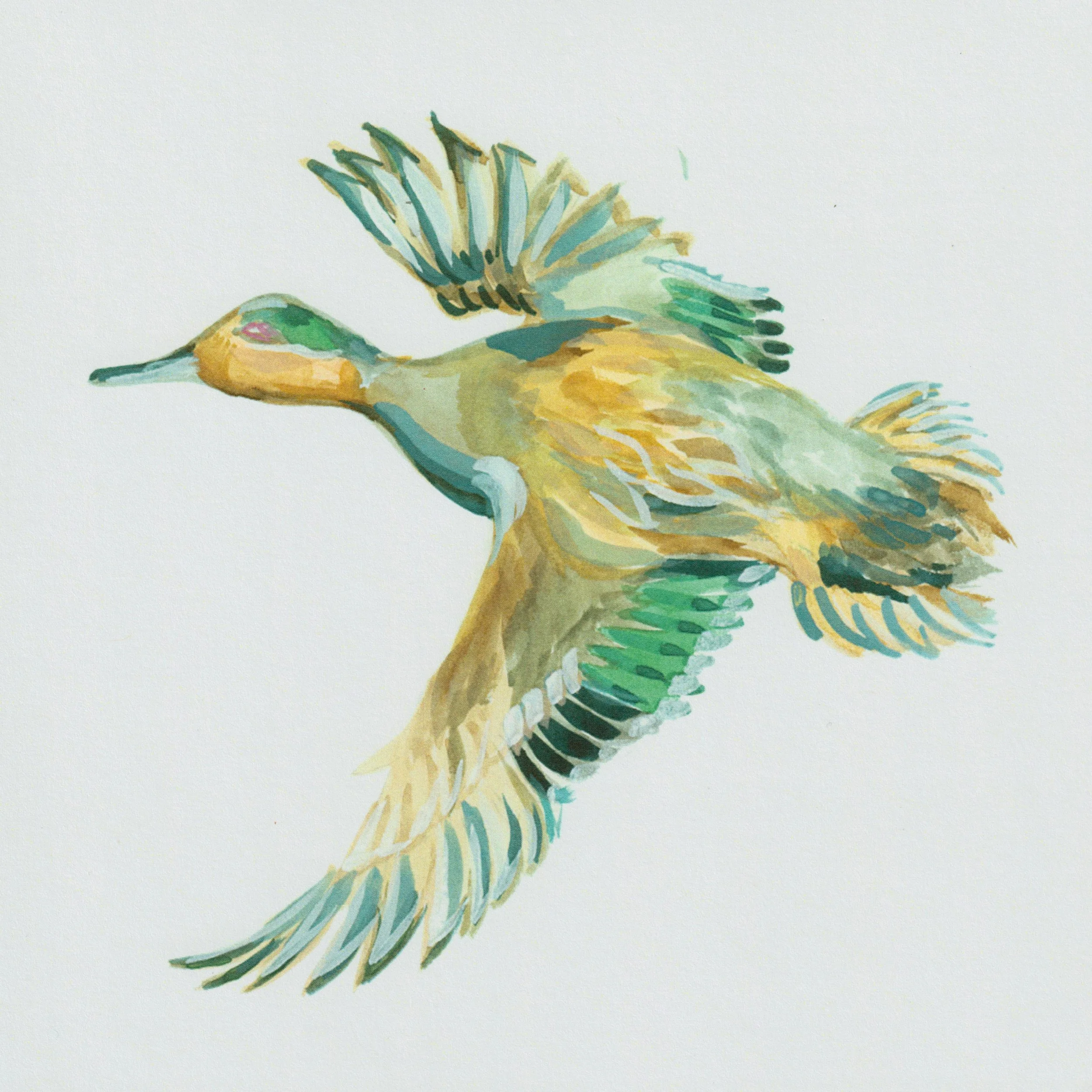 Green-winged Teal Print